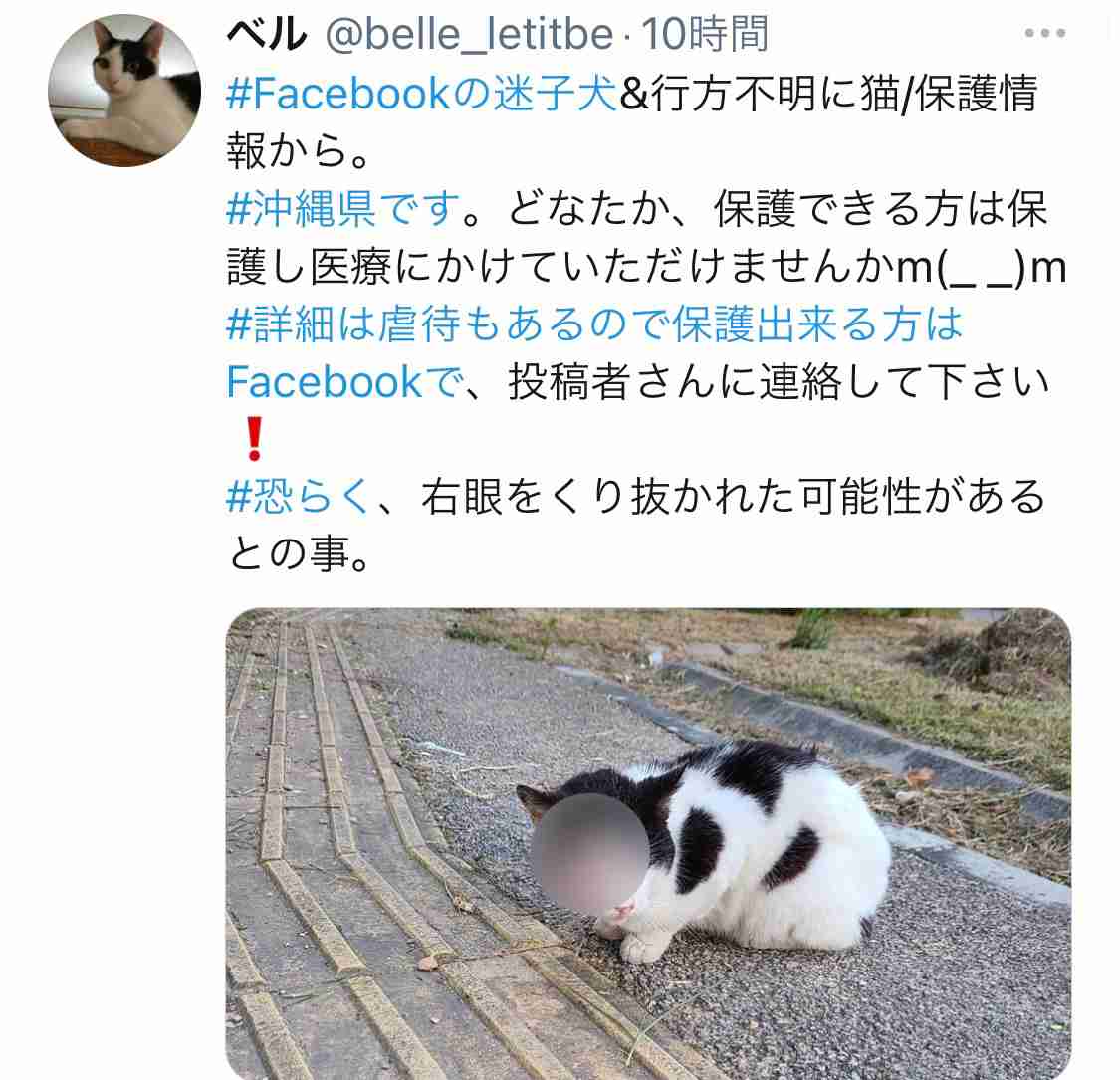 ペットの看取りについて