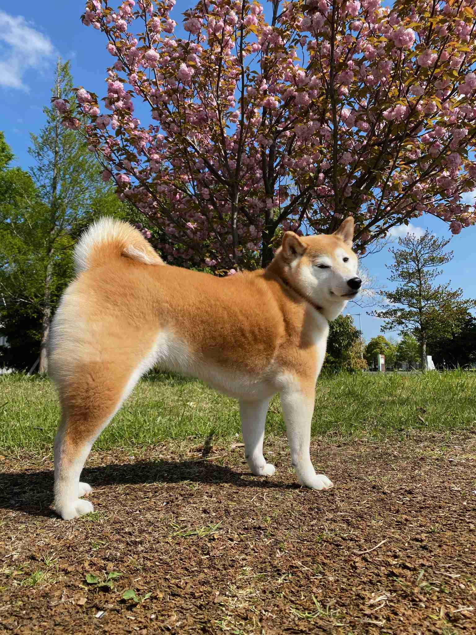 飼いたい犬種をコメントしたら飼っている人が疑問に答えてくれるトピ