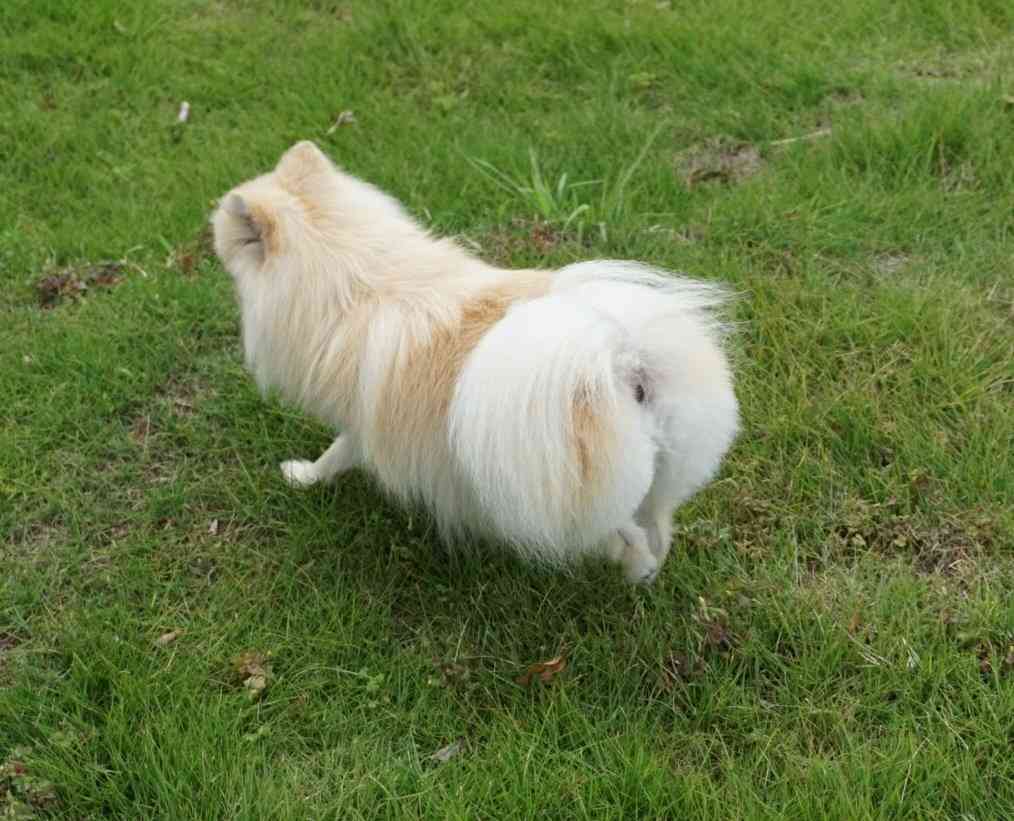飼いたい犬種をコメントしたら飼っている人が疑問に答えてくれるトピ