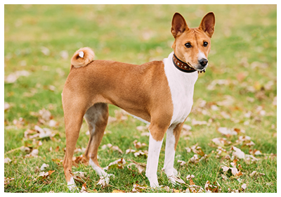 飼いたい犬種をコメントしたら飼っている人が疑問に答えてくれるトピ