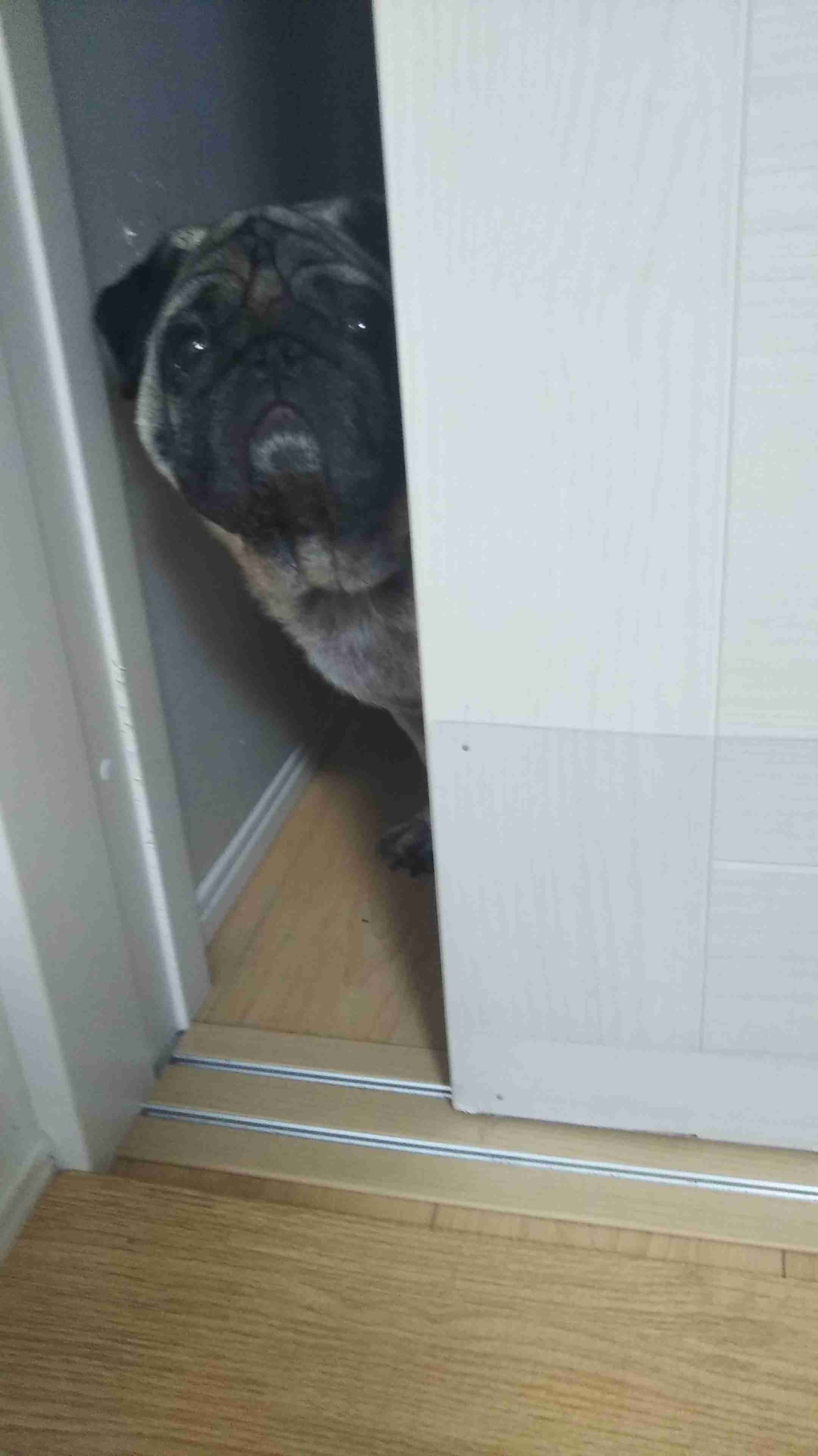 飼いたい犬種をコメントしたら飼っている人が疑問に答えてくれるトピ