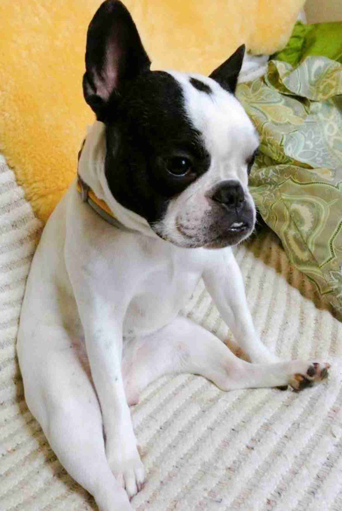飼いたい犬種をコメントしたら飼っている人が疑問に答えてくれるトピ