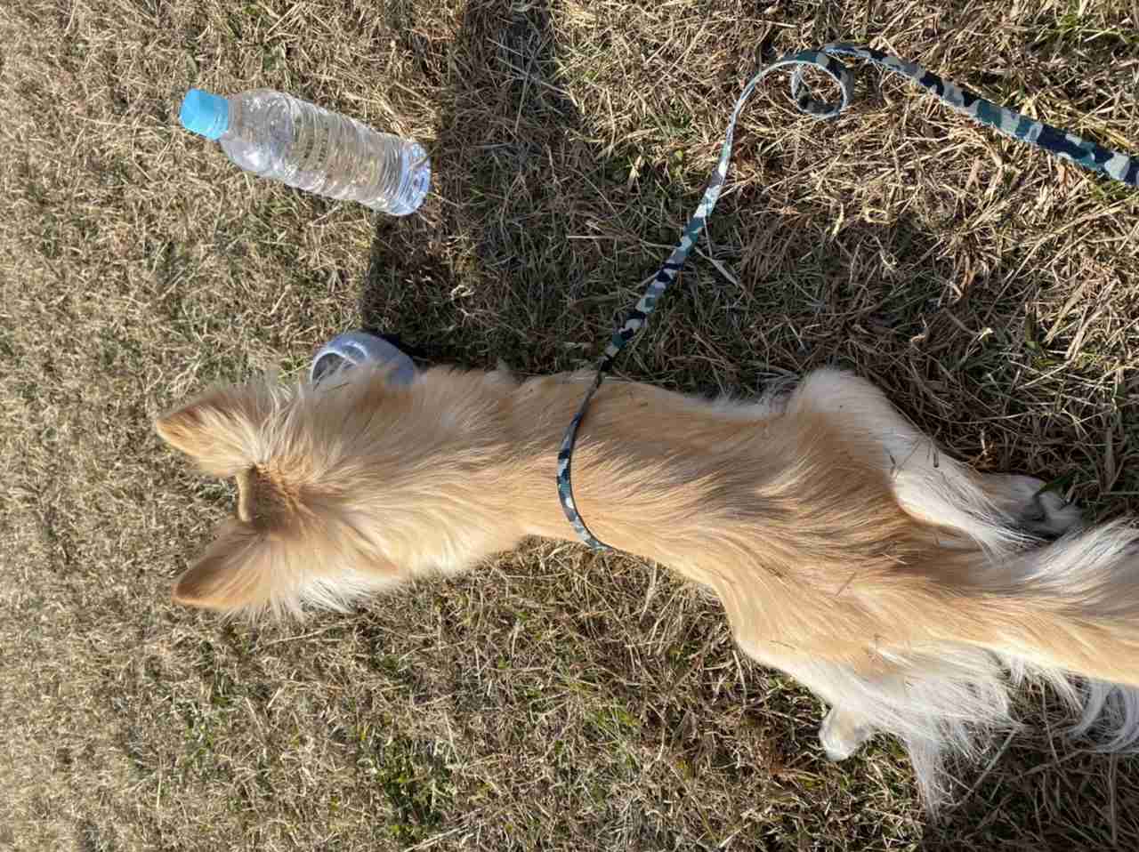 飼いたい犬種をコメントしたら飼っている人が疑問に答えてくれるトピ