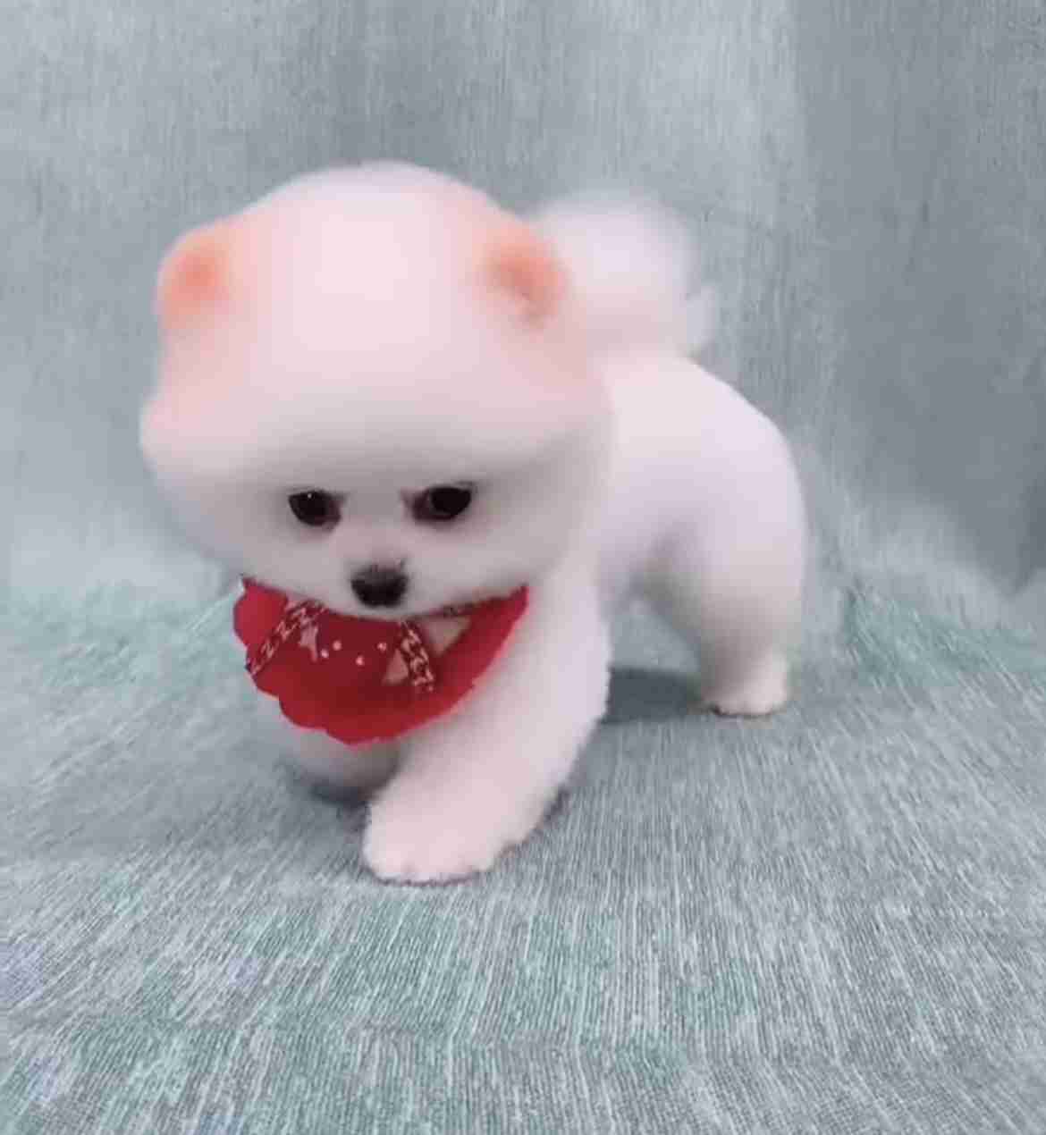 飼いたい犬種をコメントしたら飼っている人が疑問に答えてくれるトピ