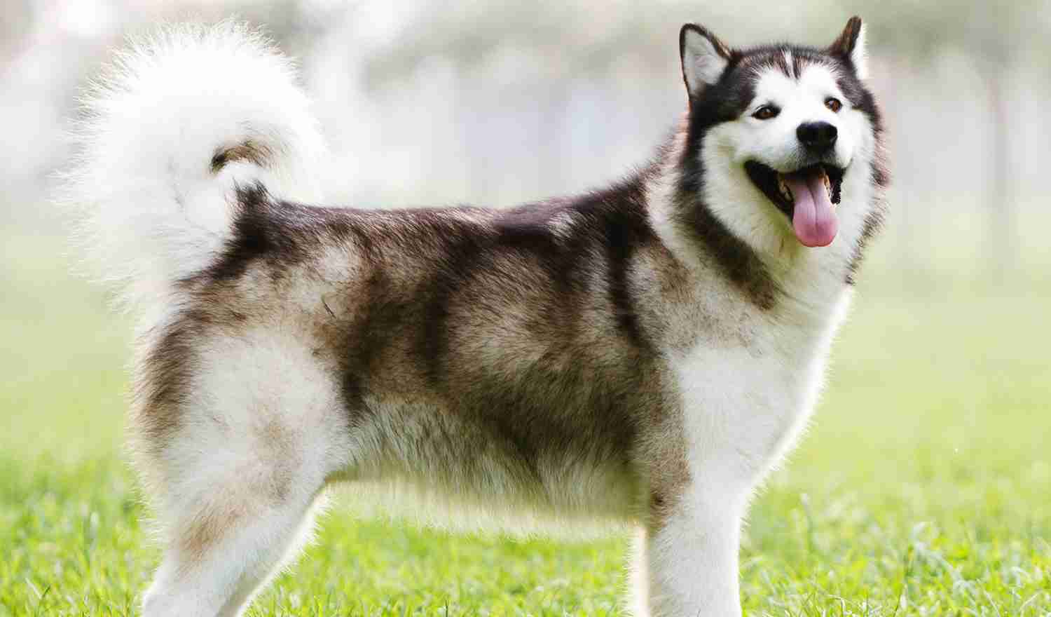 飼いたい犬種をコメントしたら飼っている人が疑問に答えてくれるトピ