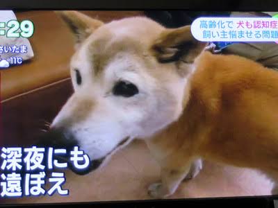 犬や猫の飼い主必見 生涯かかる費用に「思わぬギャップ」も？