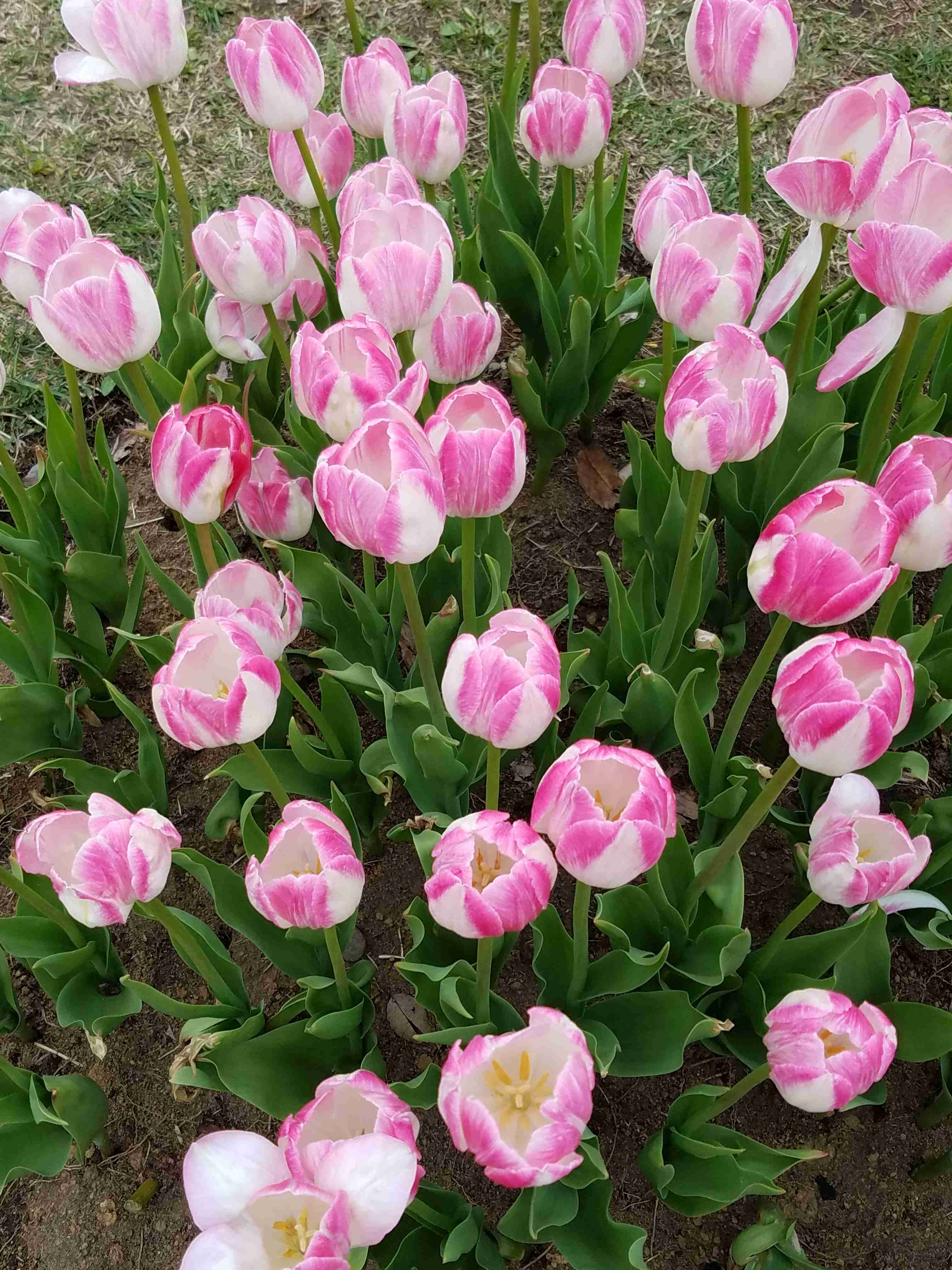 癒されたいから絶景画像