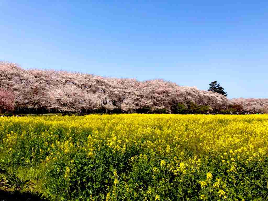 癒されたいから絶景画像