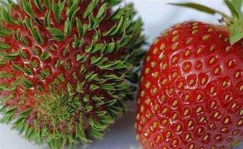 【閲覧注意】食べ物の怖い話