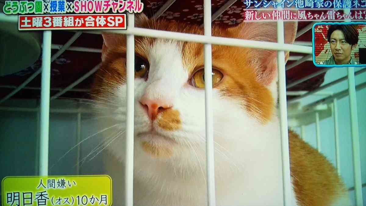 サンシャイン池崎、保護猫の預かり活動を続ける理由 嵐・相葉雅紀も称賛「本当にすごい」