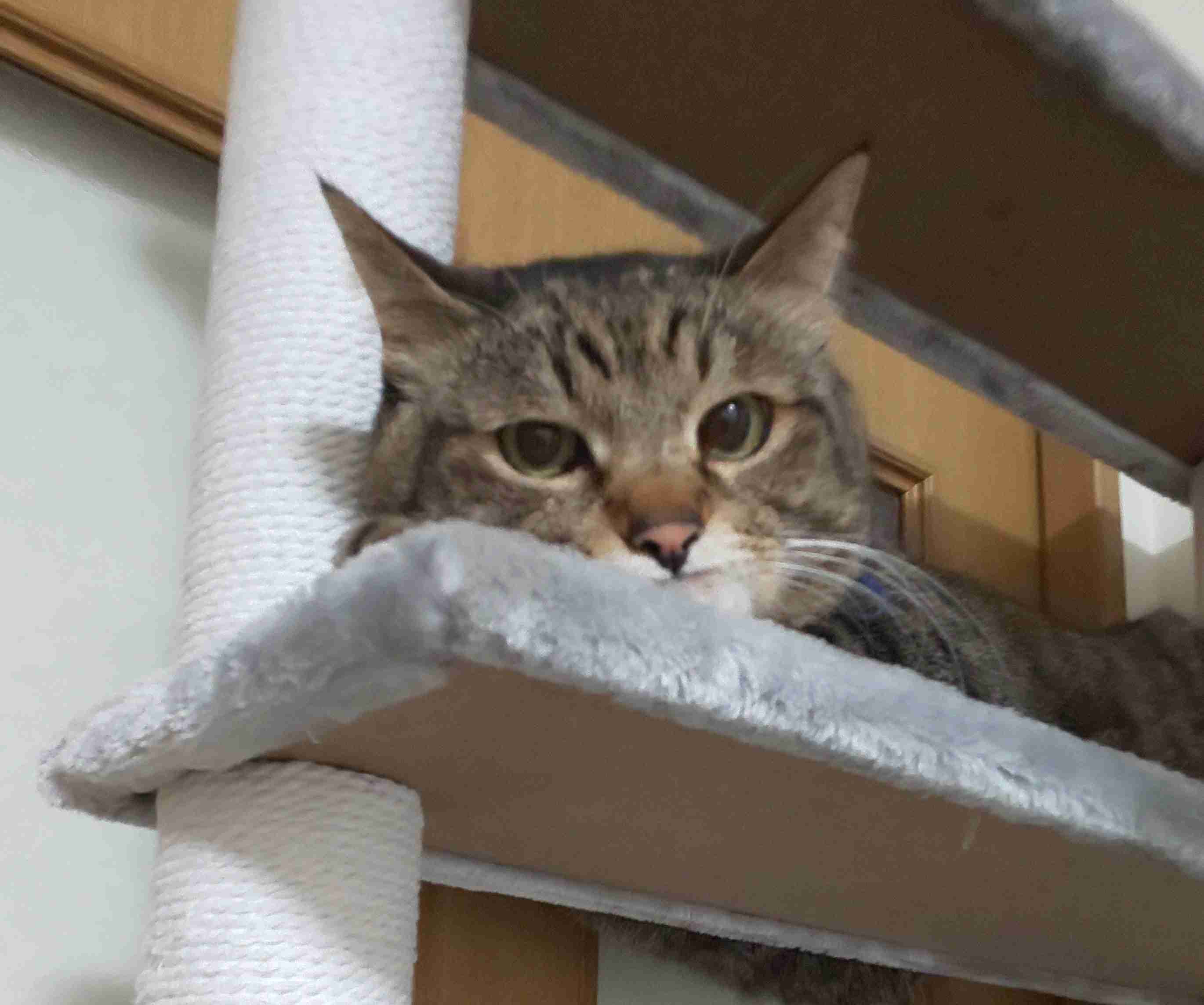 失敗写真選手権ペット編　