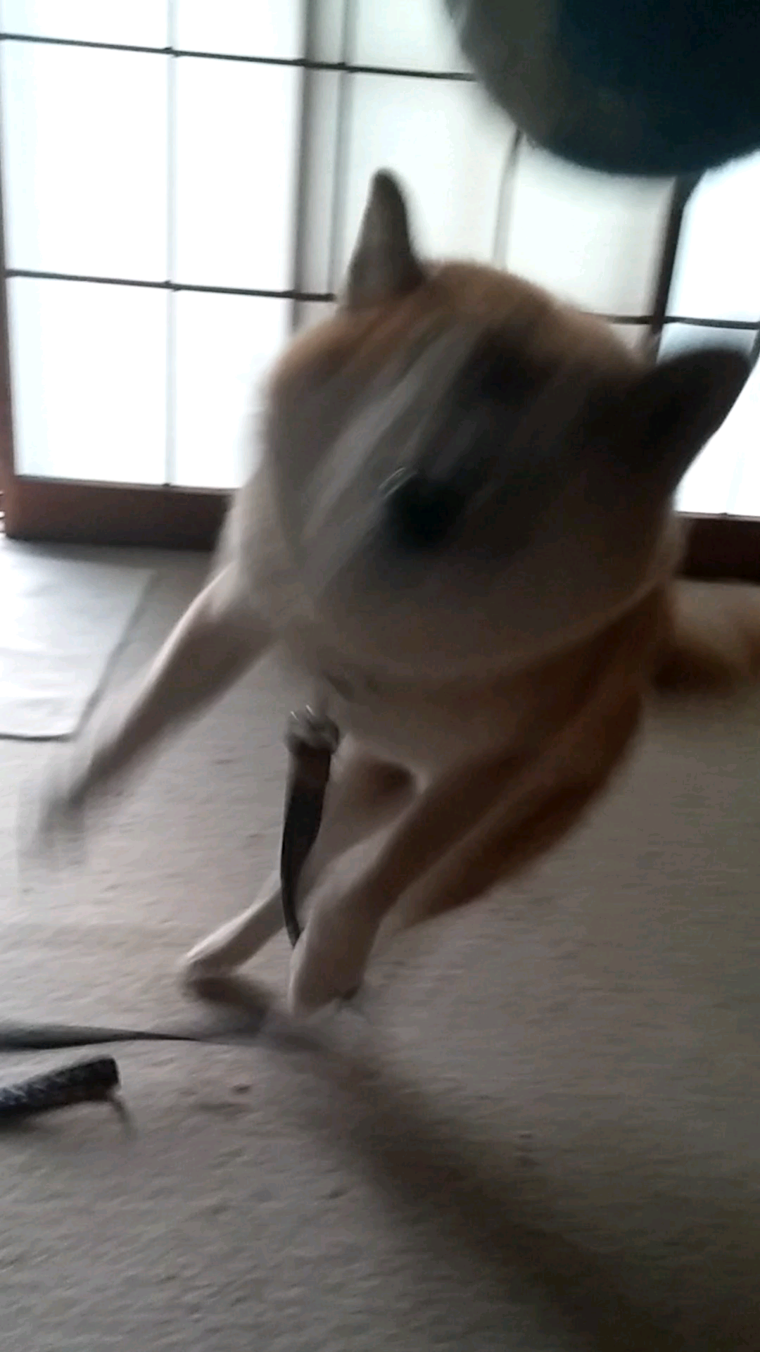 失敗写真選手権ペット編　