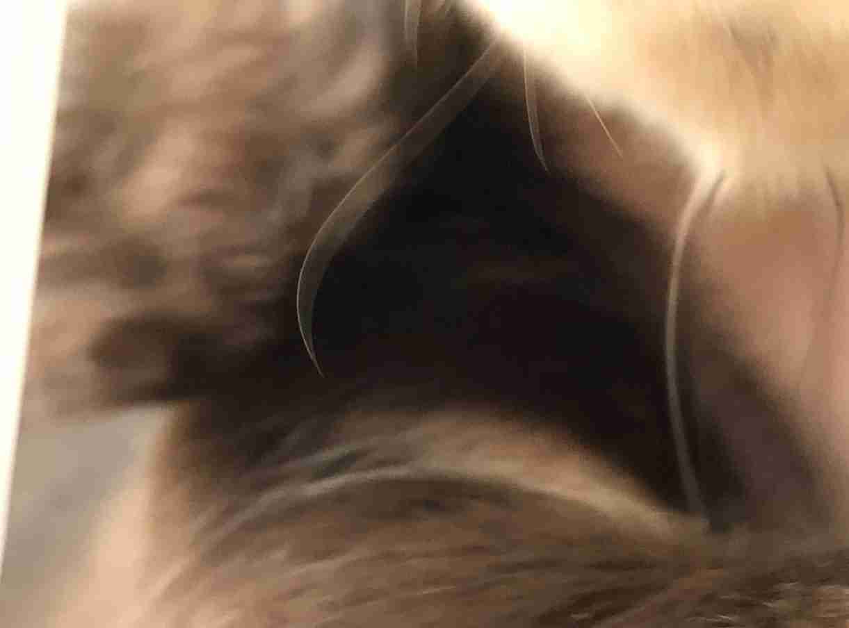 失敗写真選手権ペット編　