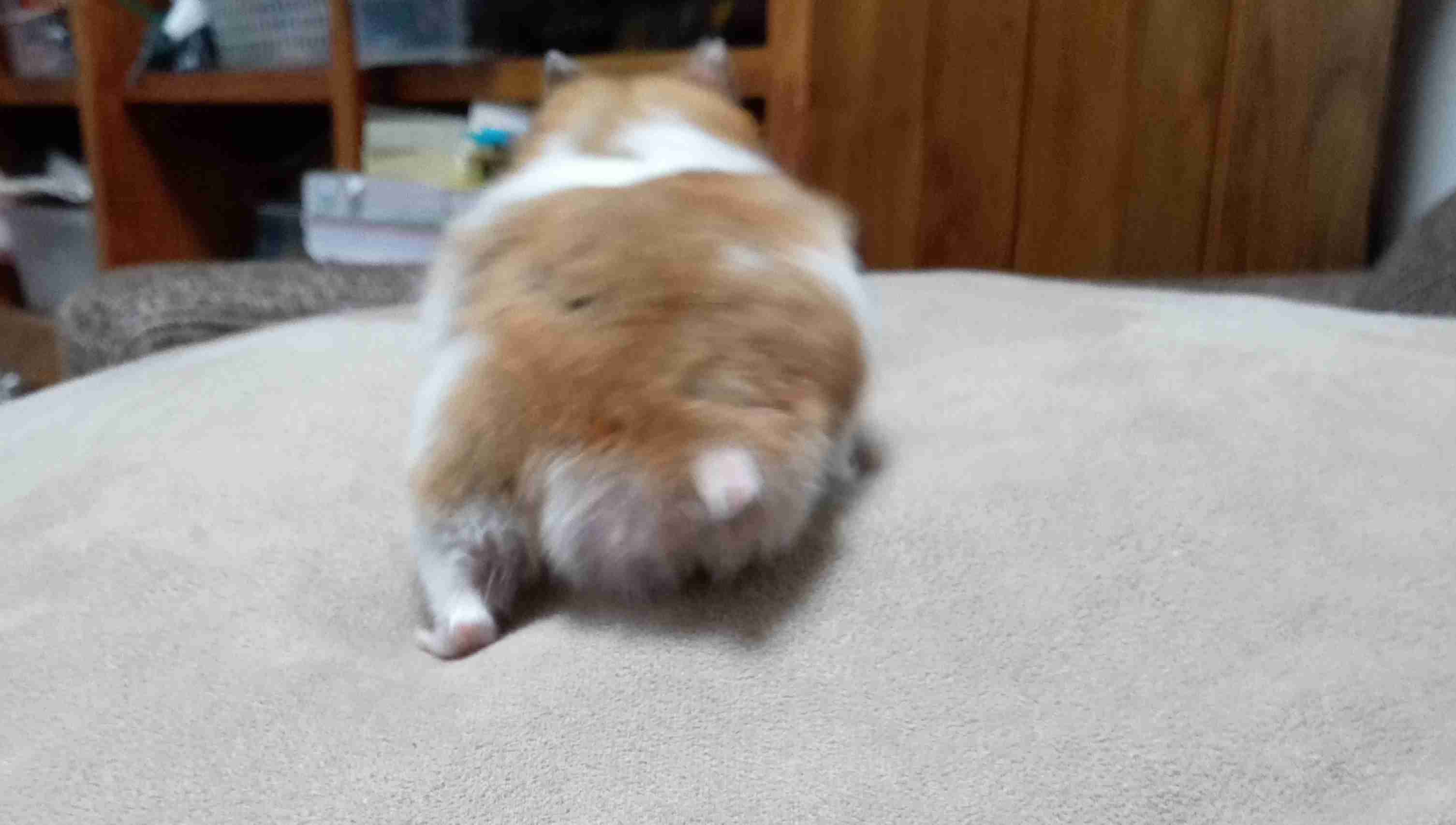 失敗写真選手権ペット編　