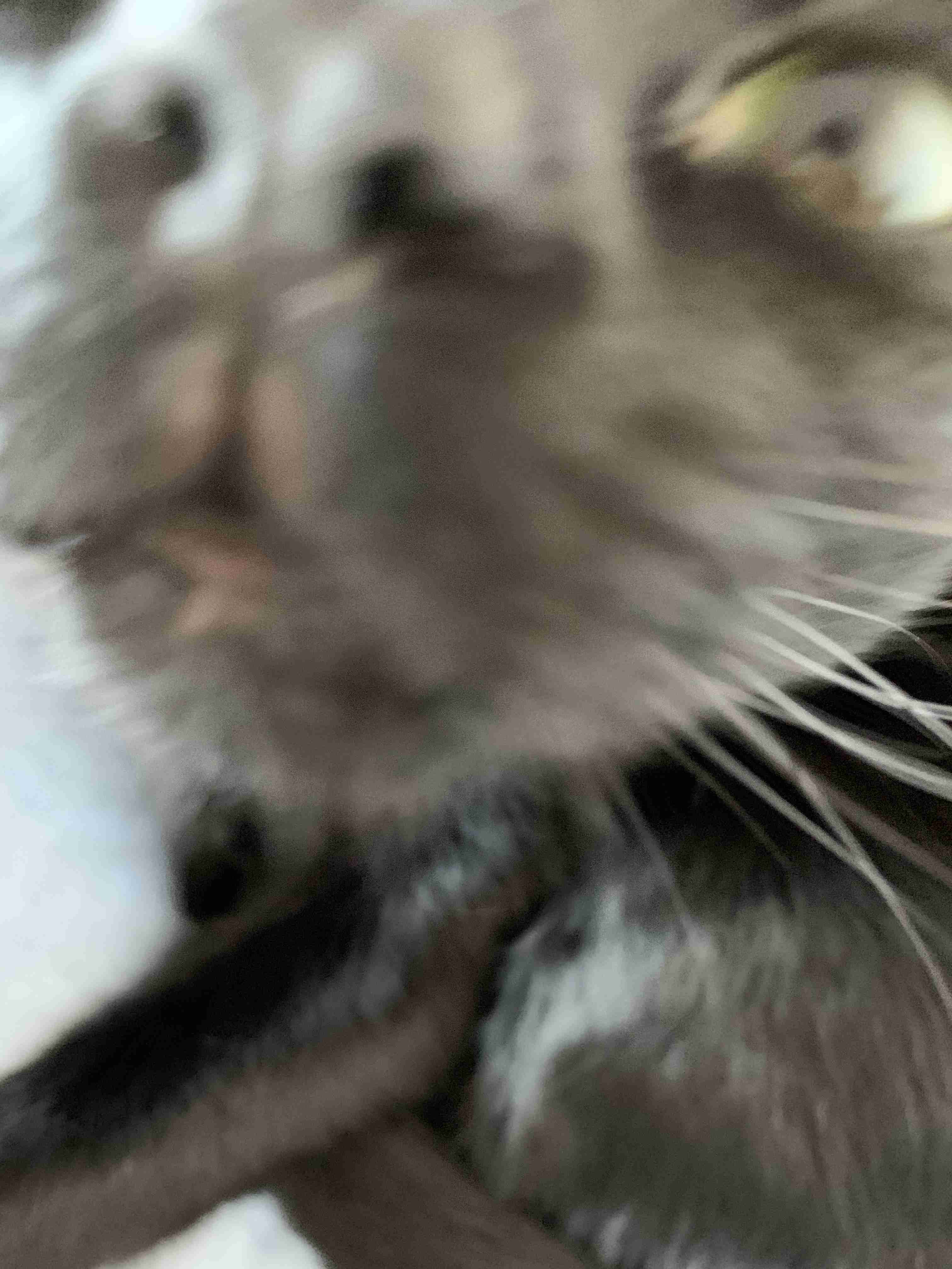 失敗写真選手権ペット編　