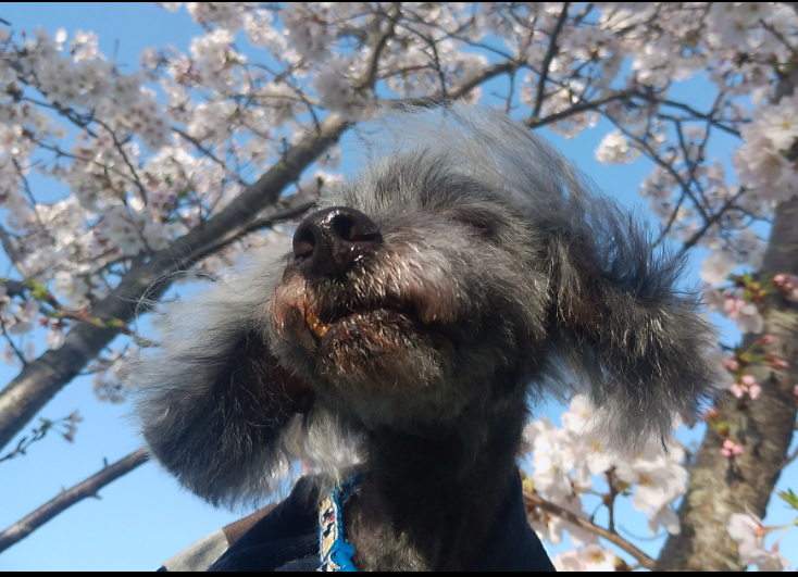 失敗写真選手権ペット編　