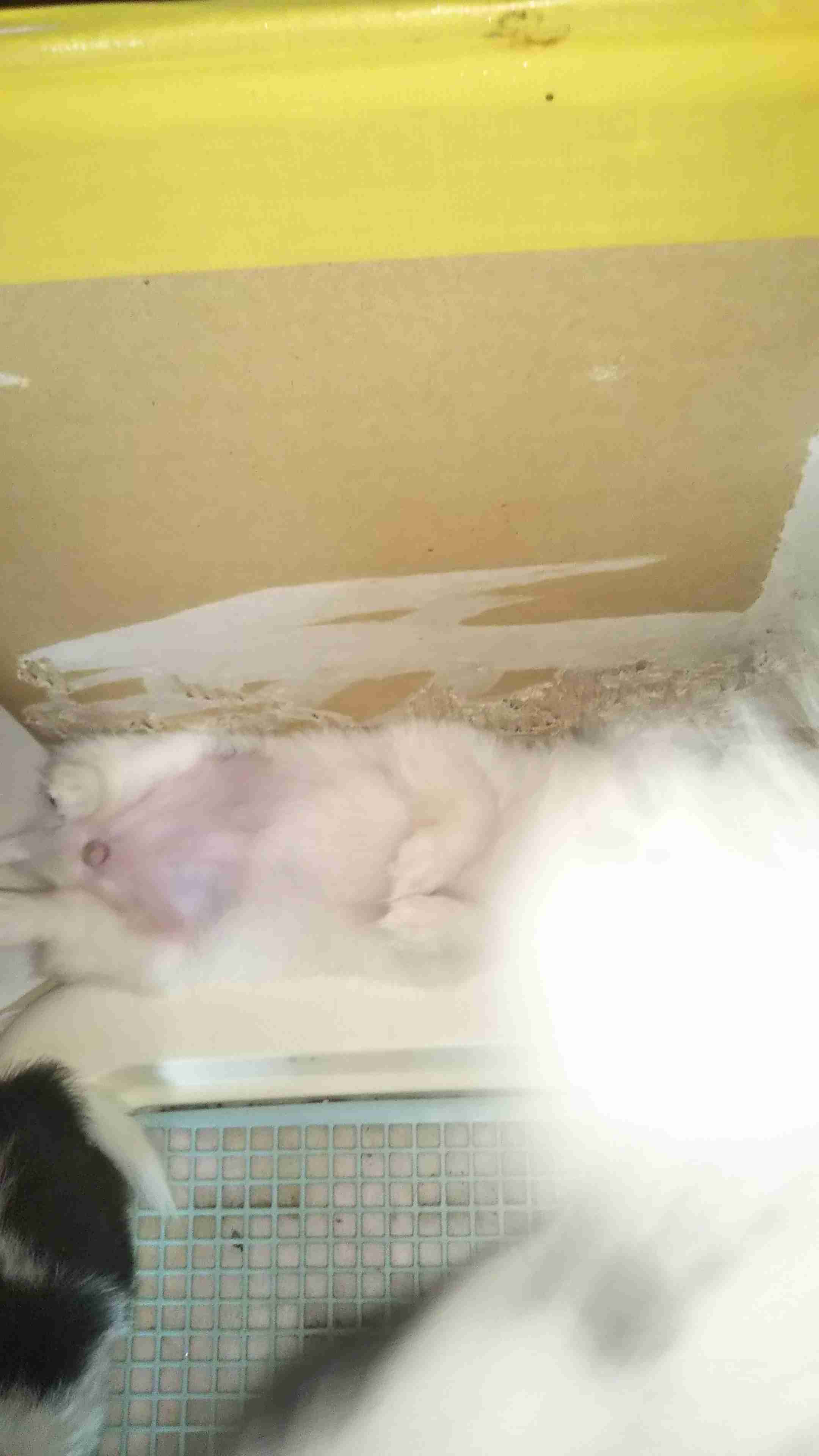 失敗写真選手権ペット編　