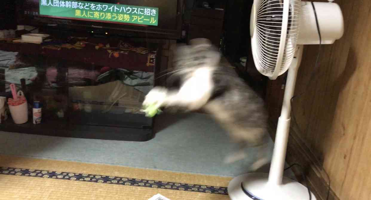 失敗写真選手権ペット編　