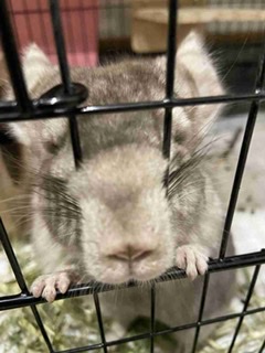 失敗写真選手権ペット編　