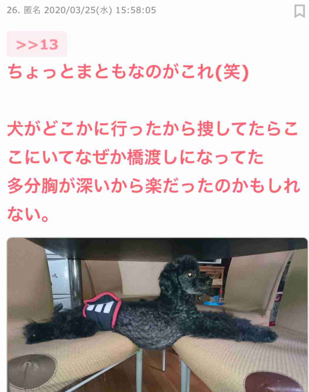 失敗写真選手権ペット編　