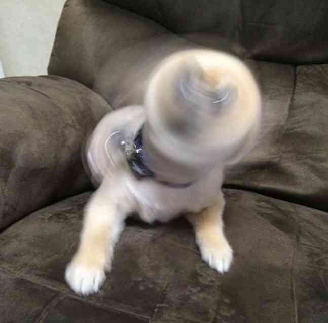 失敗写真選手権ペット編　