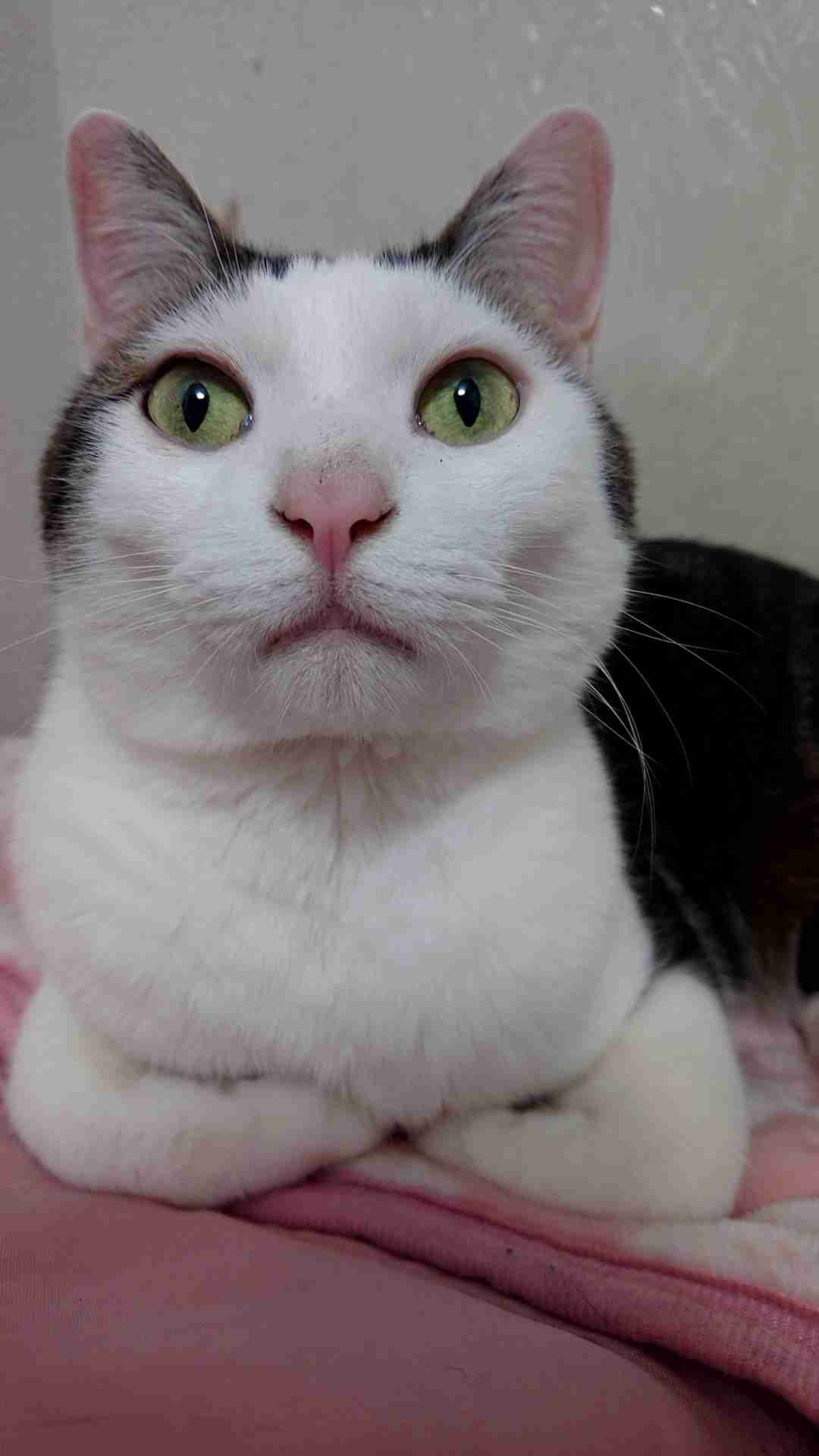 失敗写真選手権ペット編　