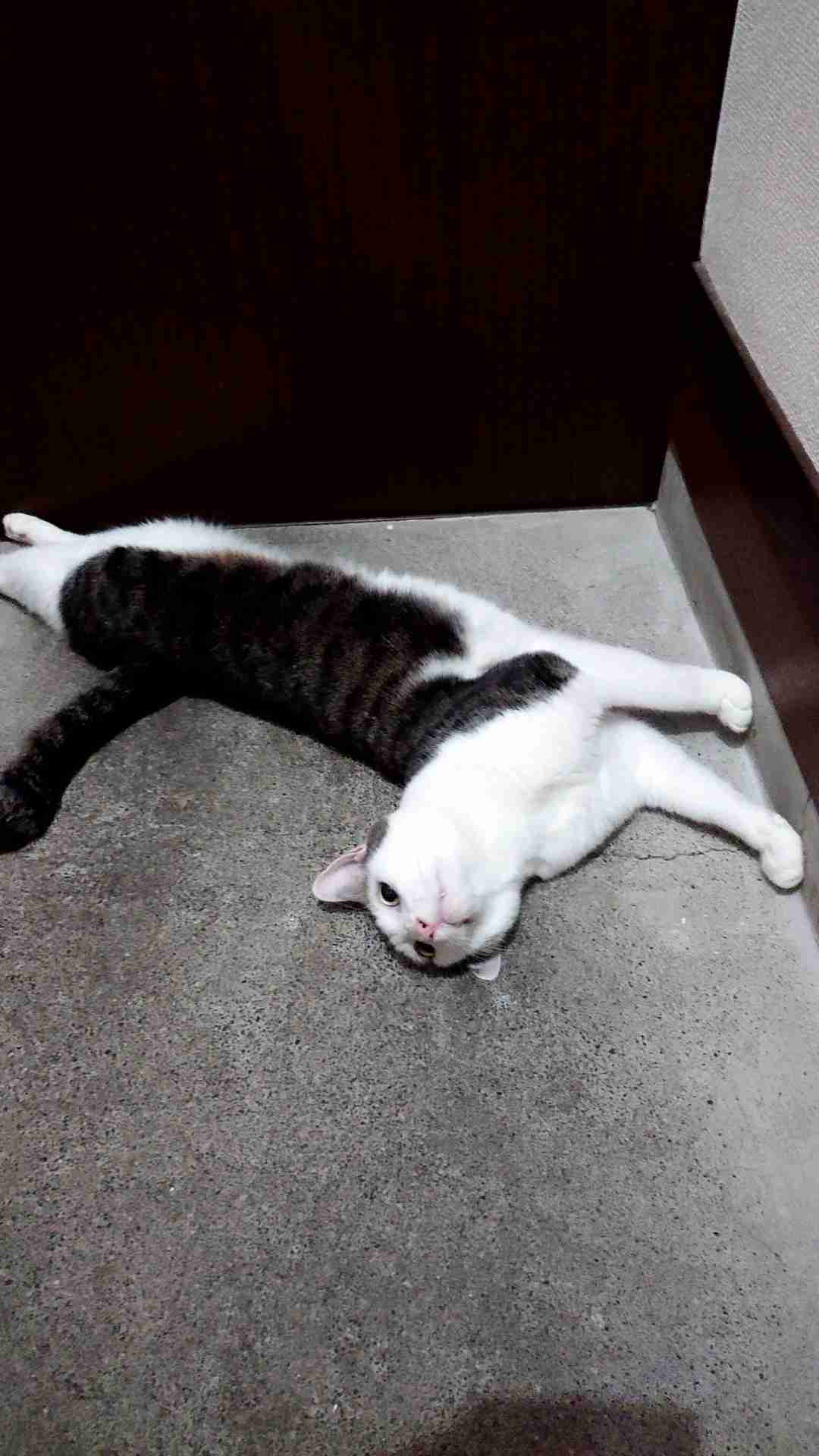失敗写真選手権ペット編　