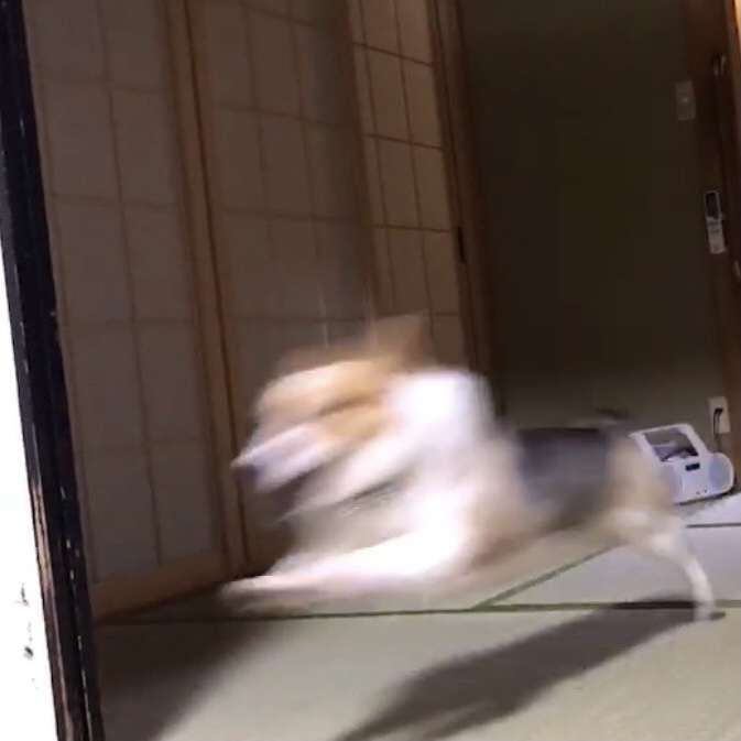 失敗写真選手権ペット編　