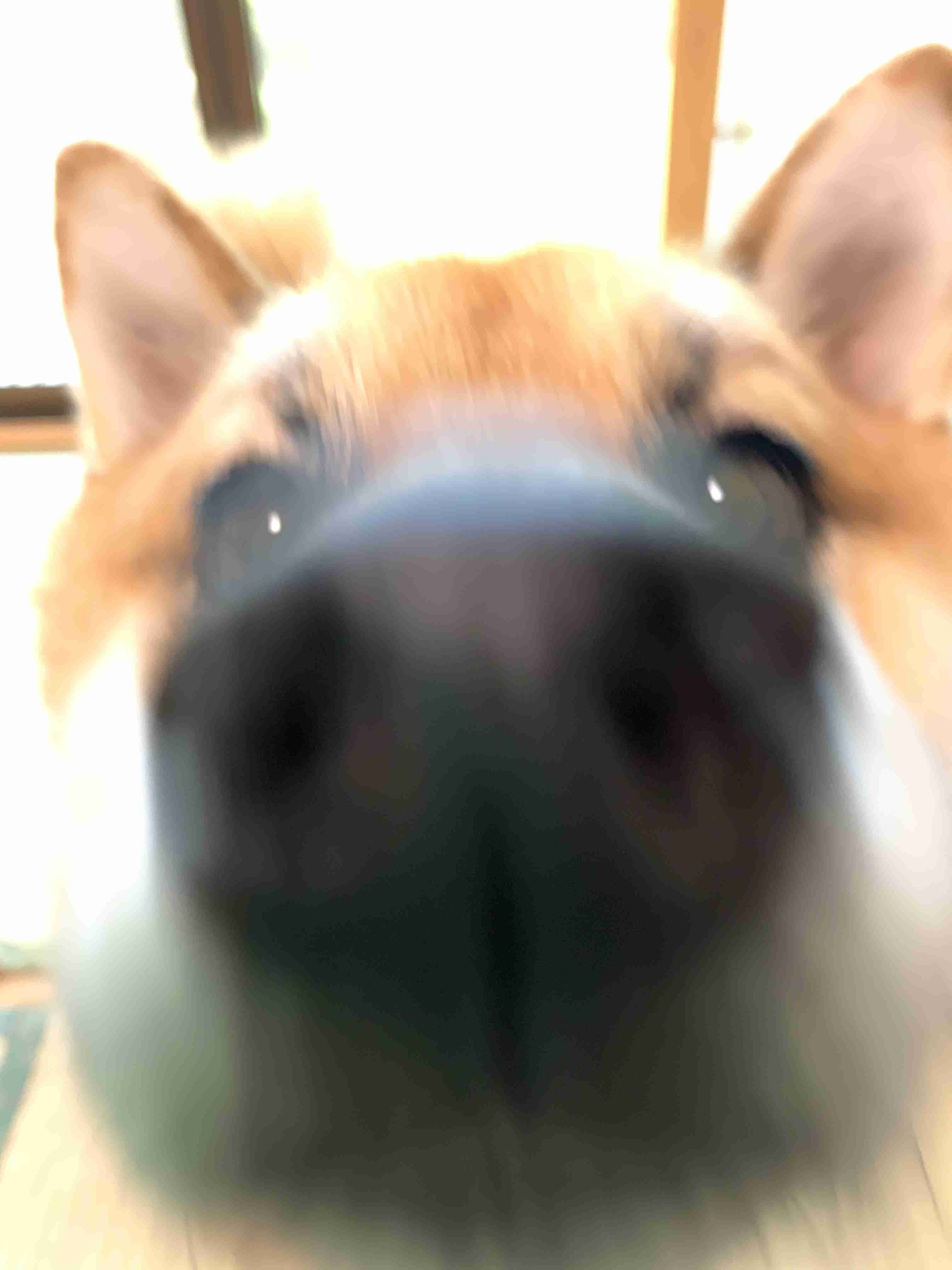 失敗写真選手権ペット編　