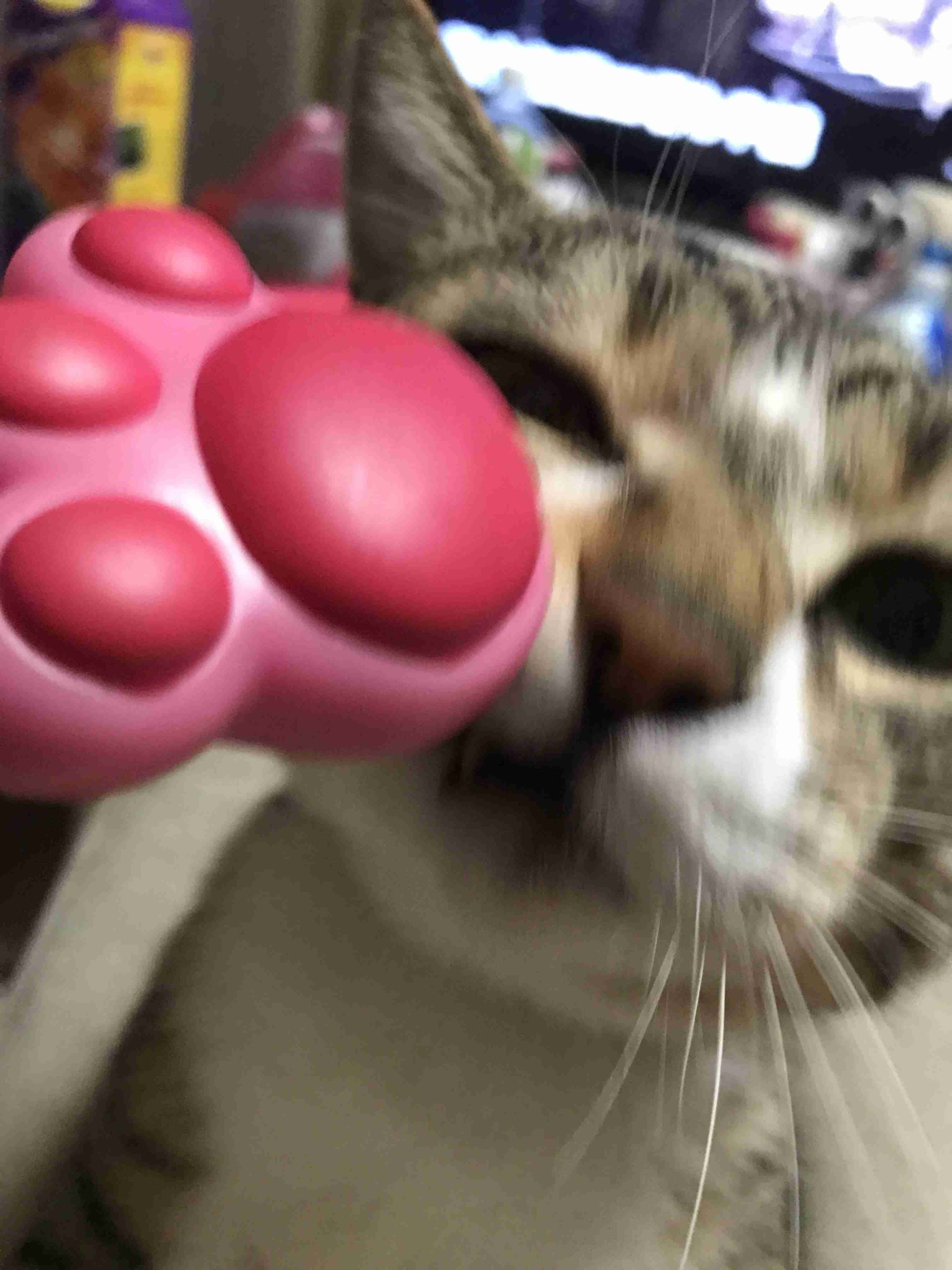失敗写真選手権ペット編　