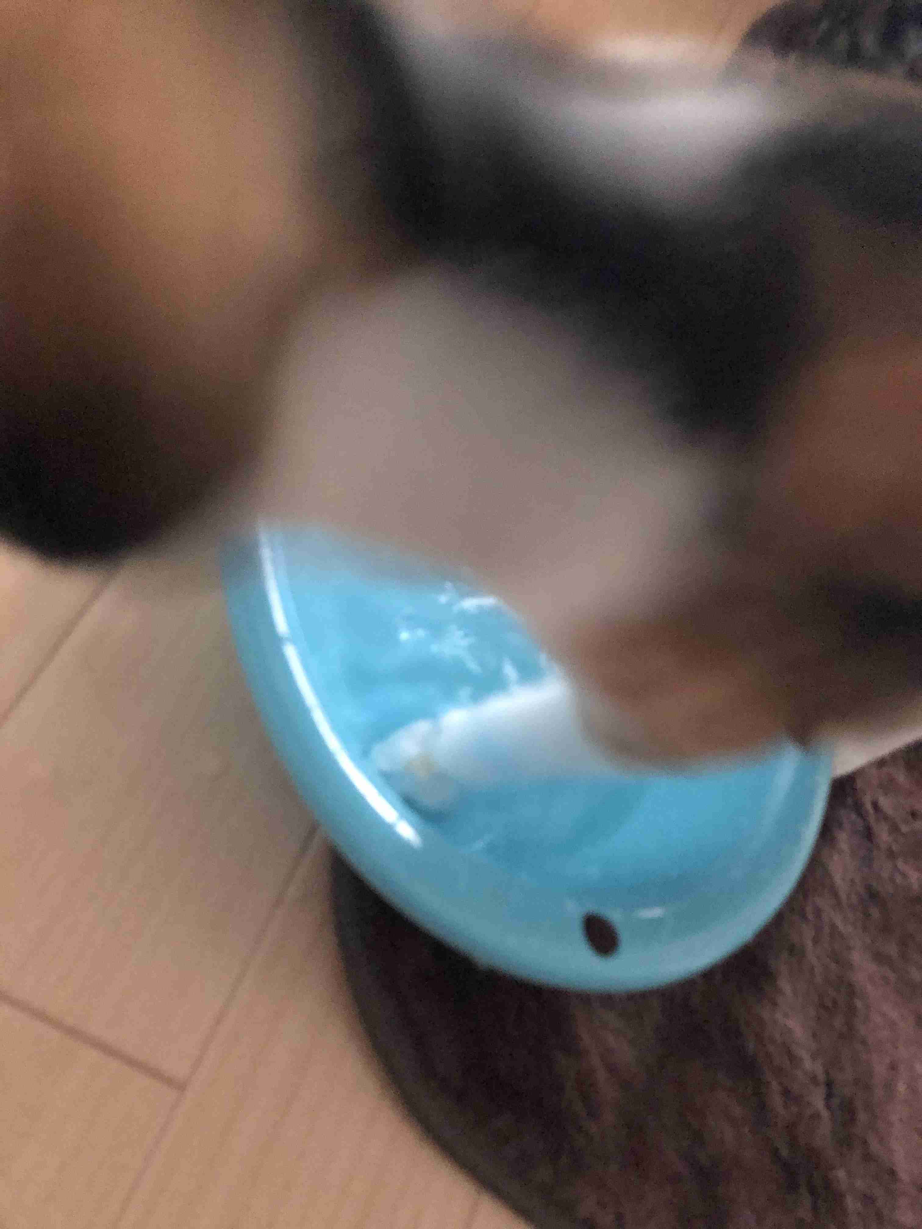 失敗写真選手権ペット編　