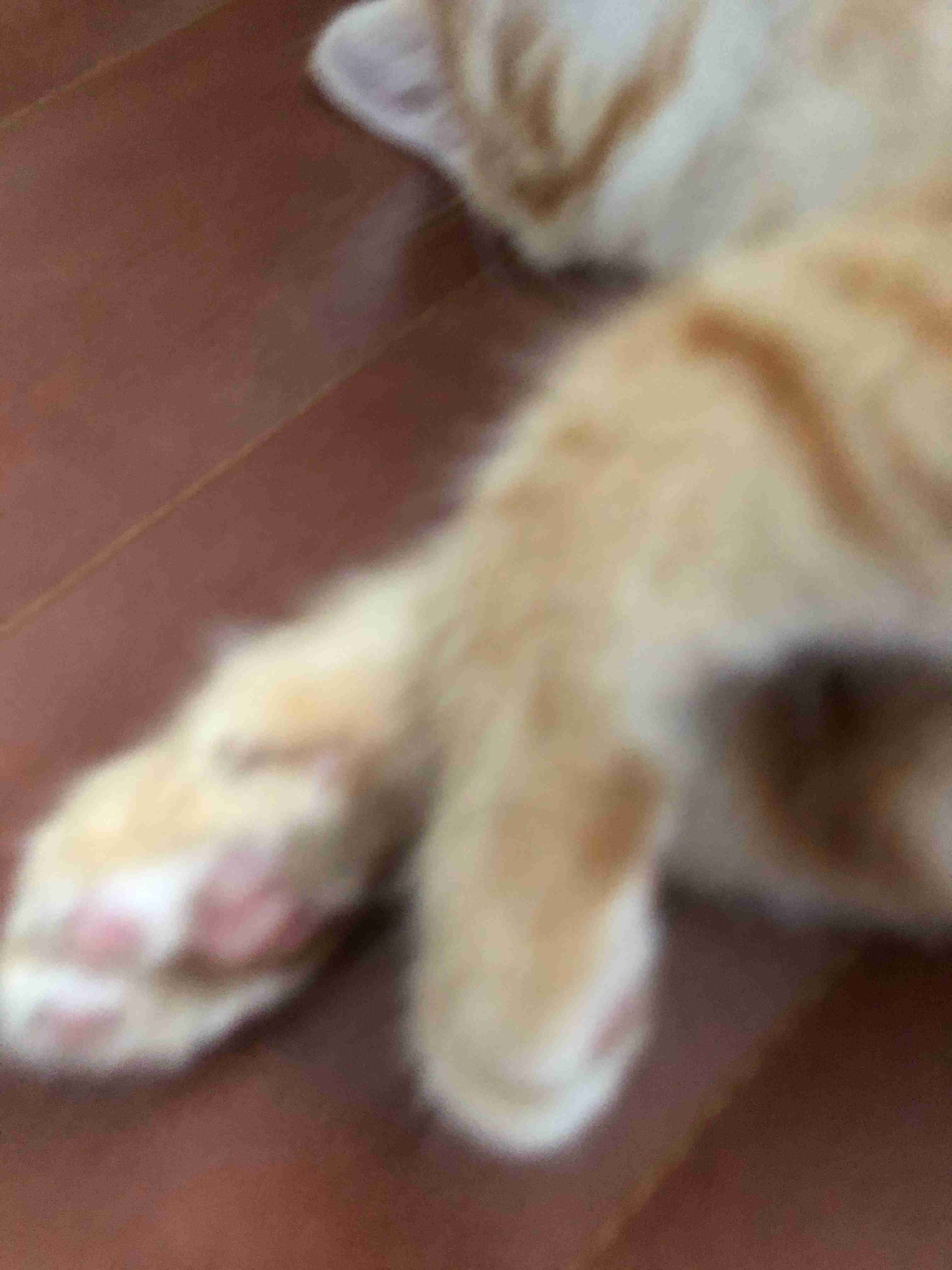失敗写真選手権ペット編　