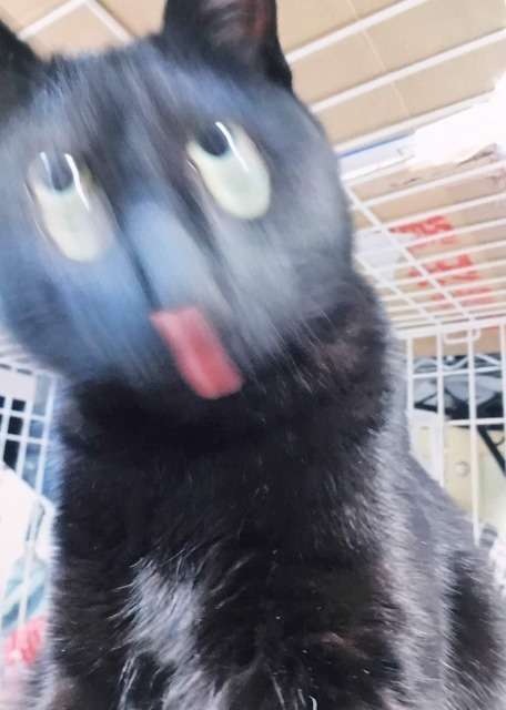 失敗写真選手権ペット編　