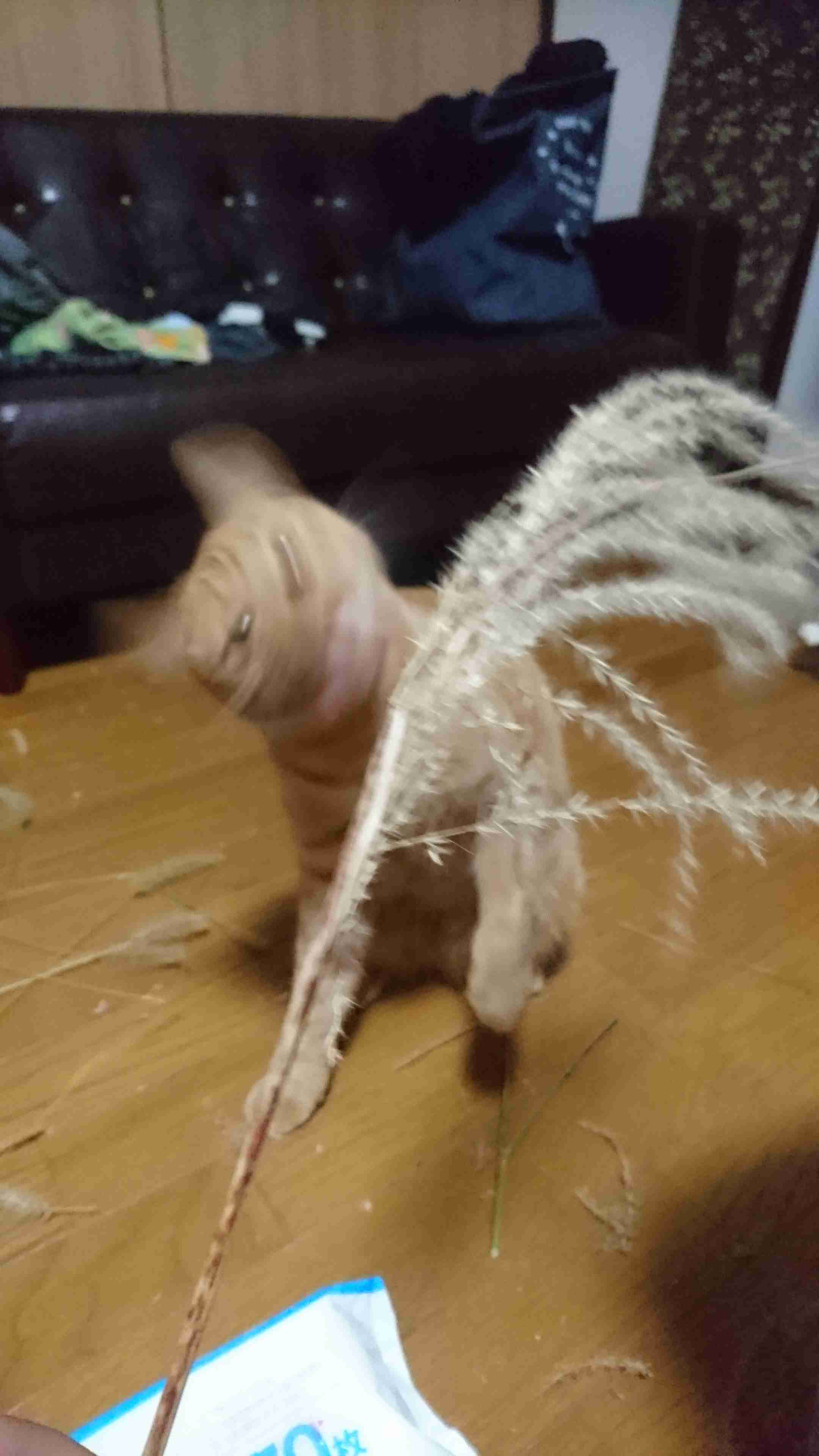 失敗写真選手権ペット編　