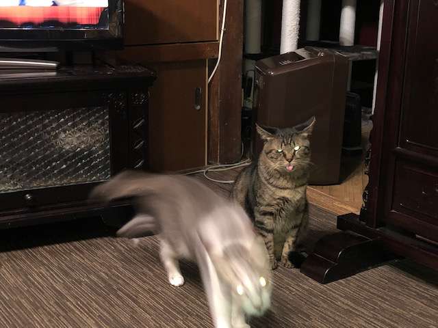 失敗写真選手権ペット編　
