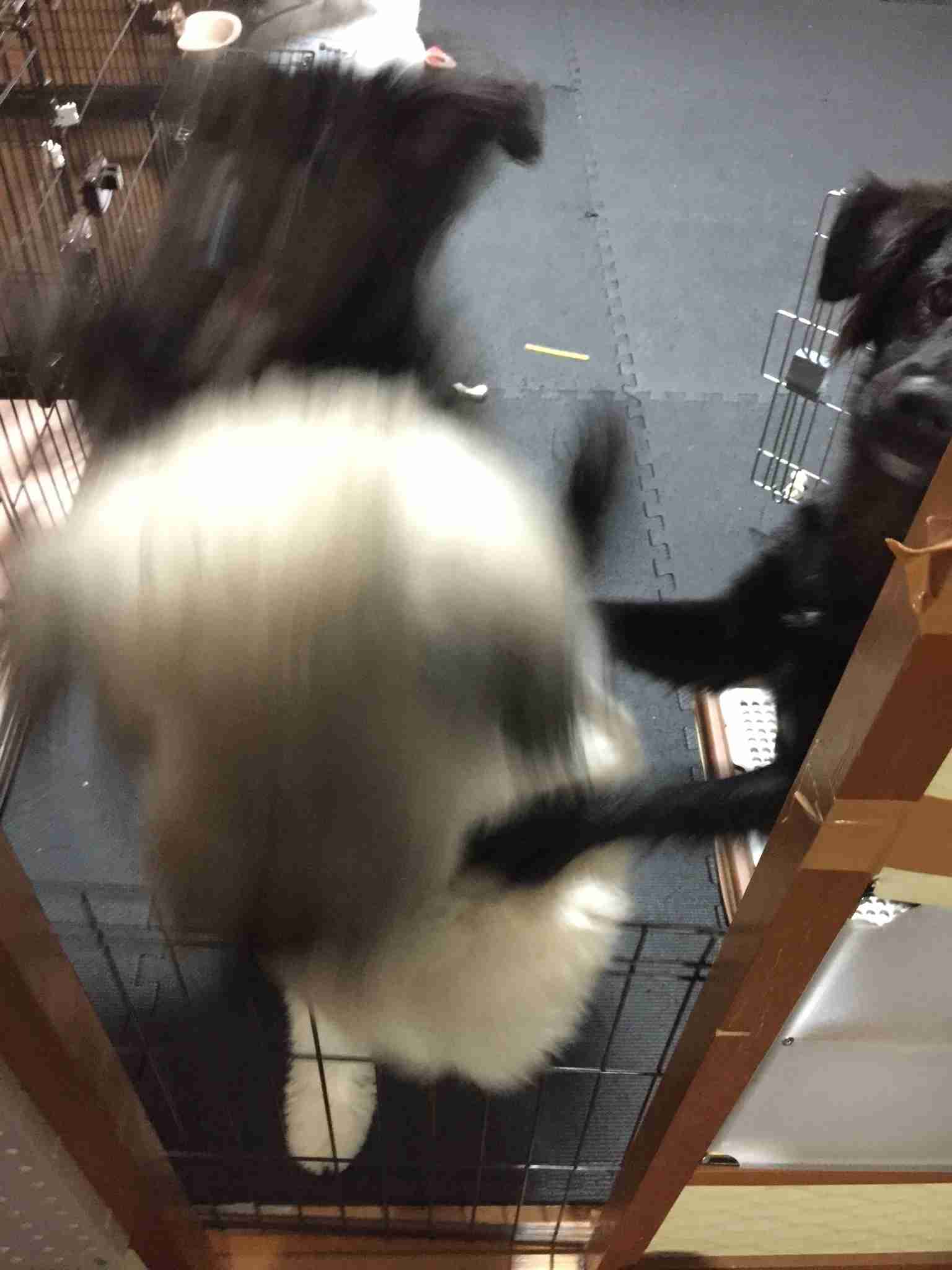 失敗写真選手権ペット編　