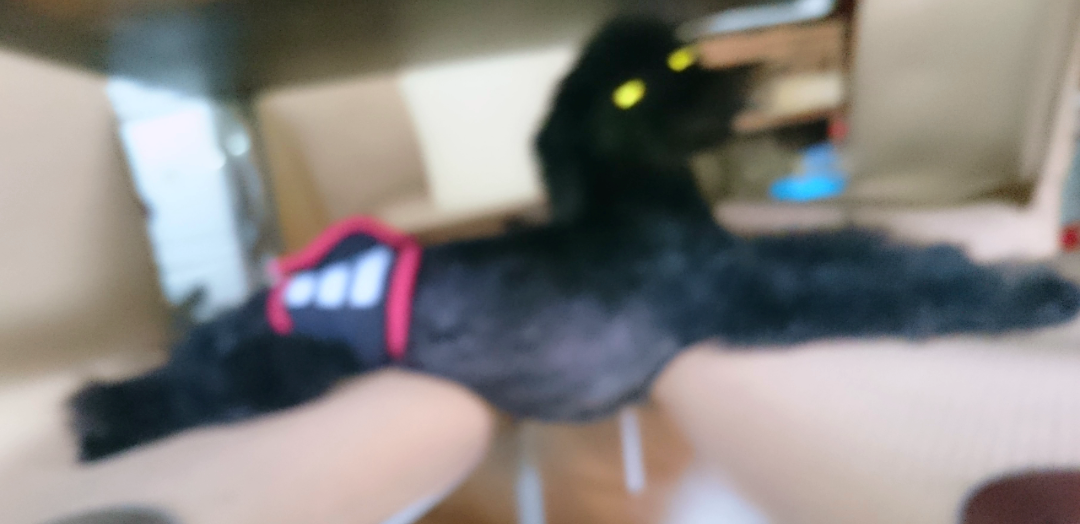 失敗写真選手権ペット編　