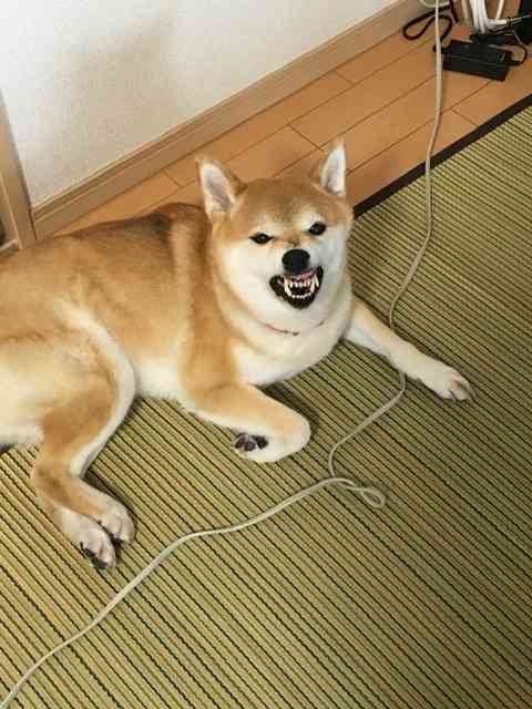 失敗写真選手権ペット編　