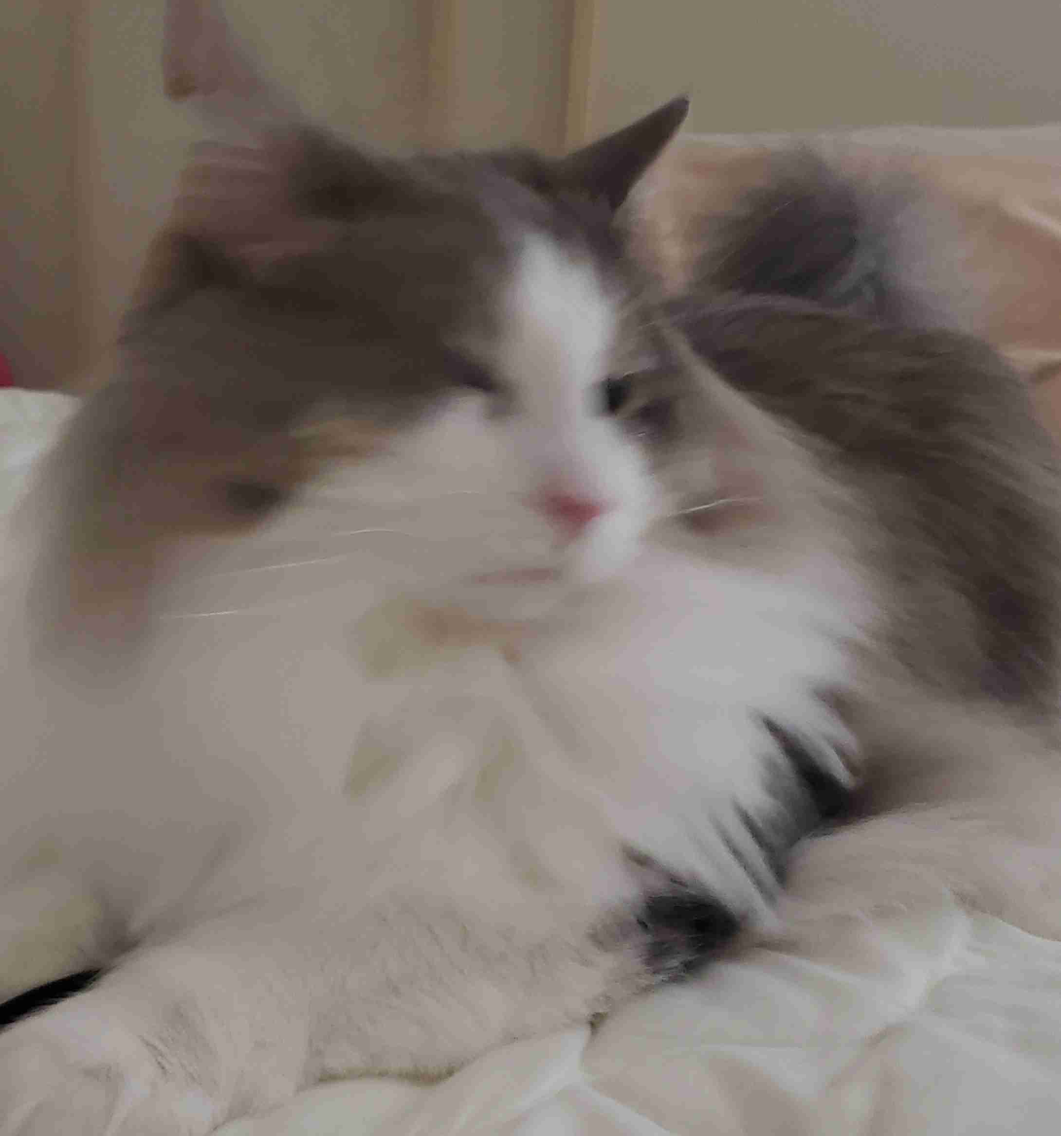 失敗写真選手権ペット編　