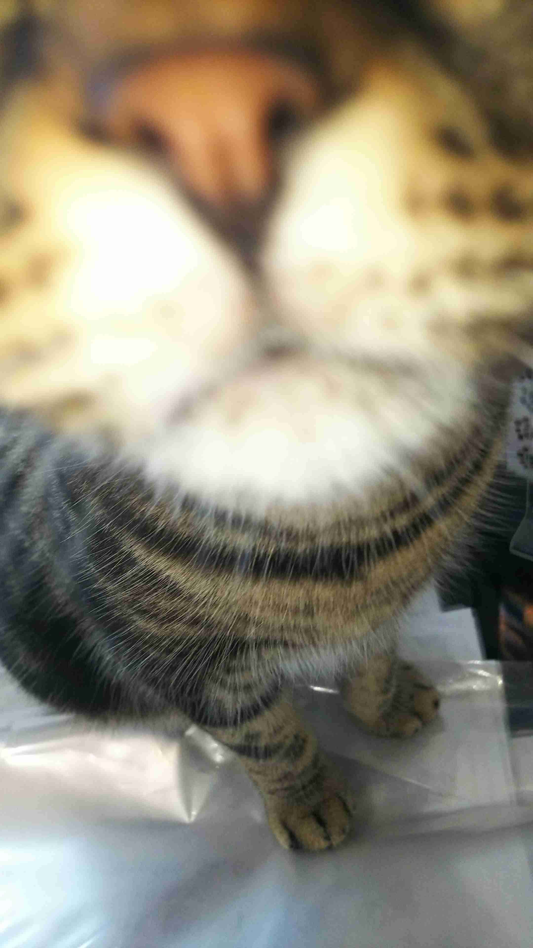 失敗写真選手権ペット編　