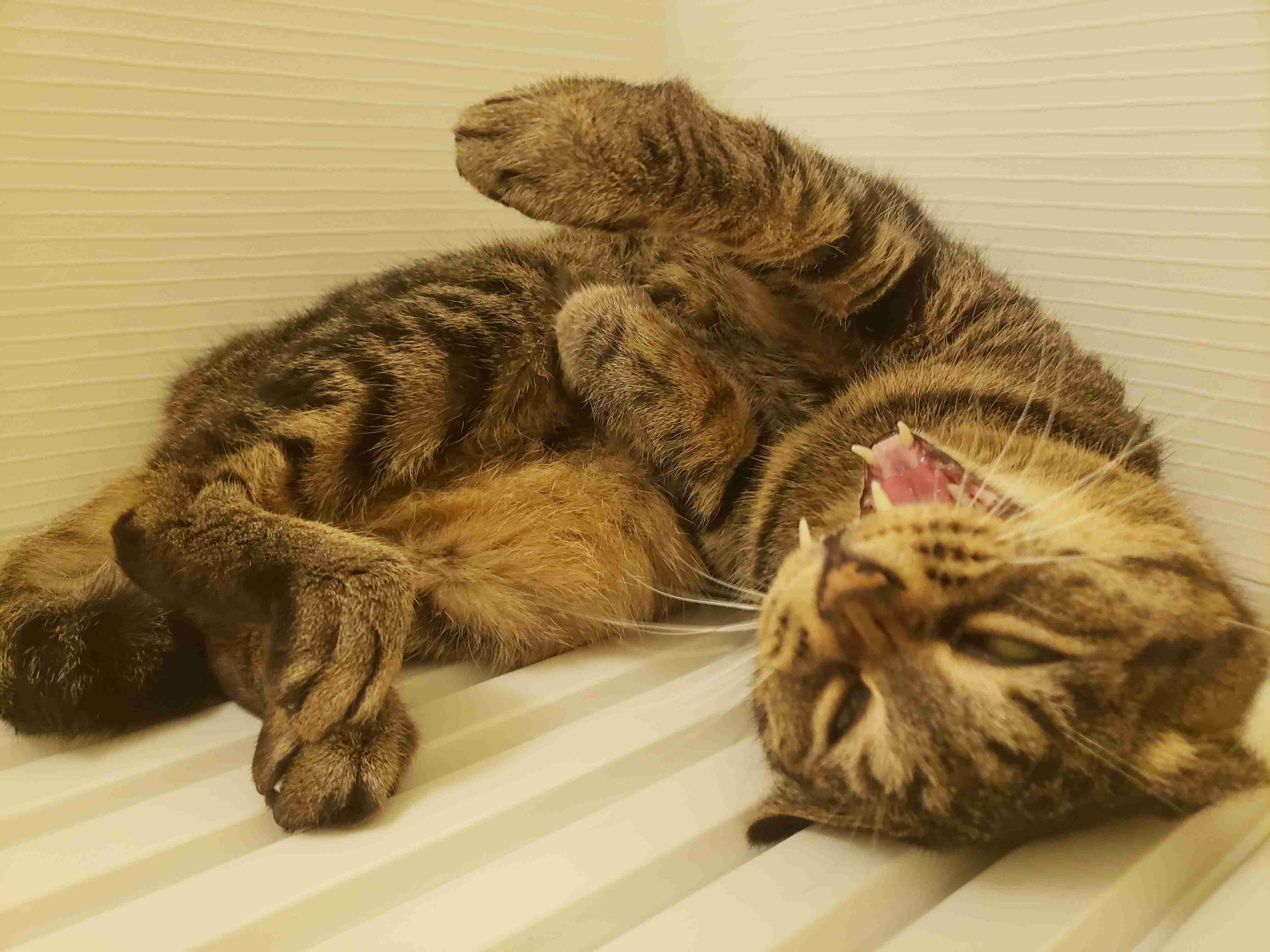 失敗写真選手権ペット編　