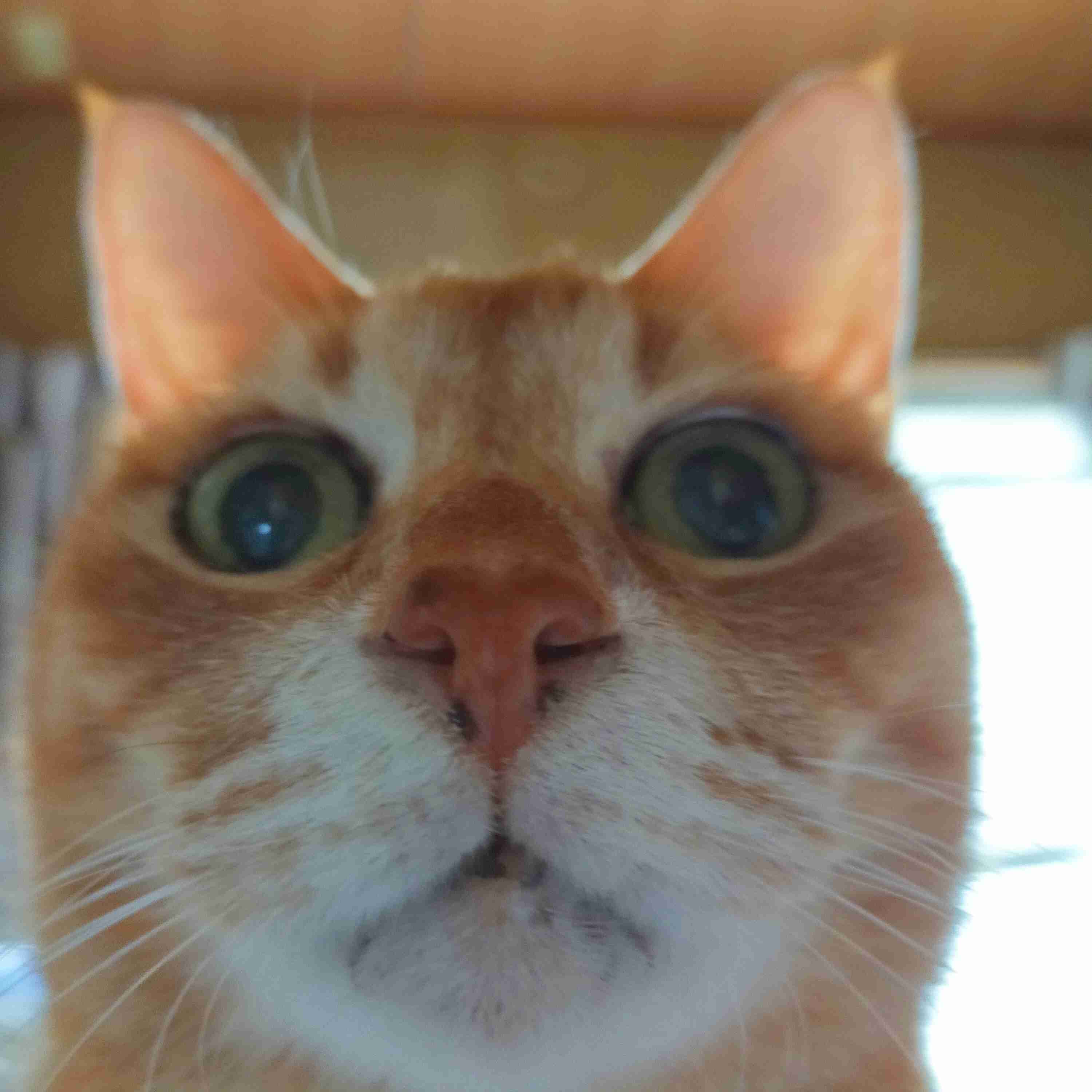 失敗写真選手権ペット編　