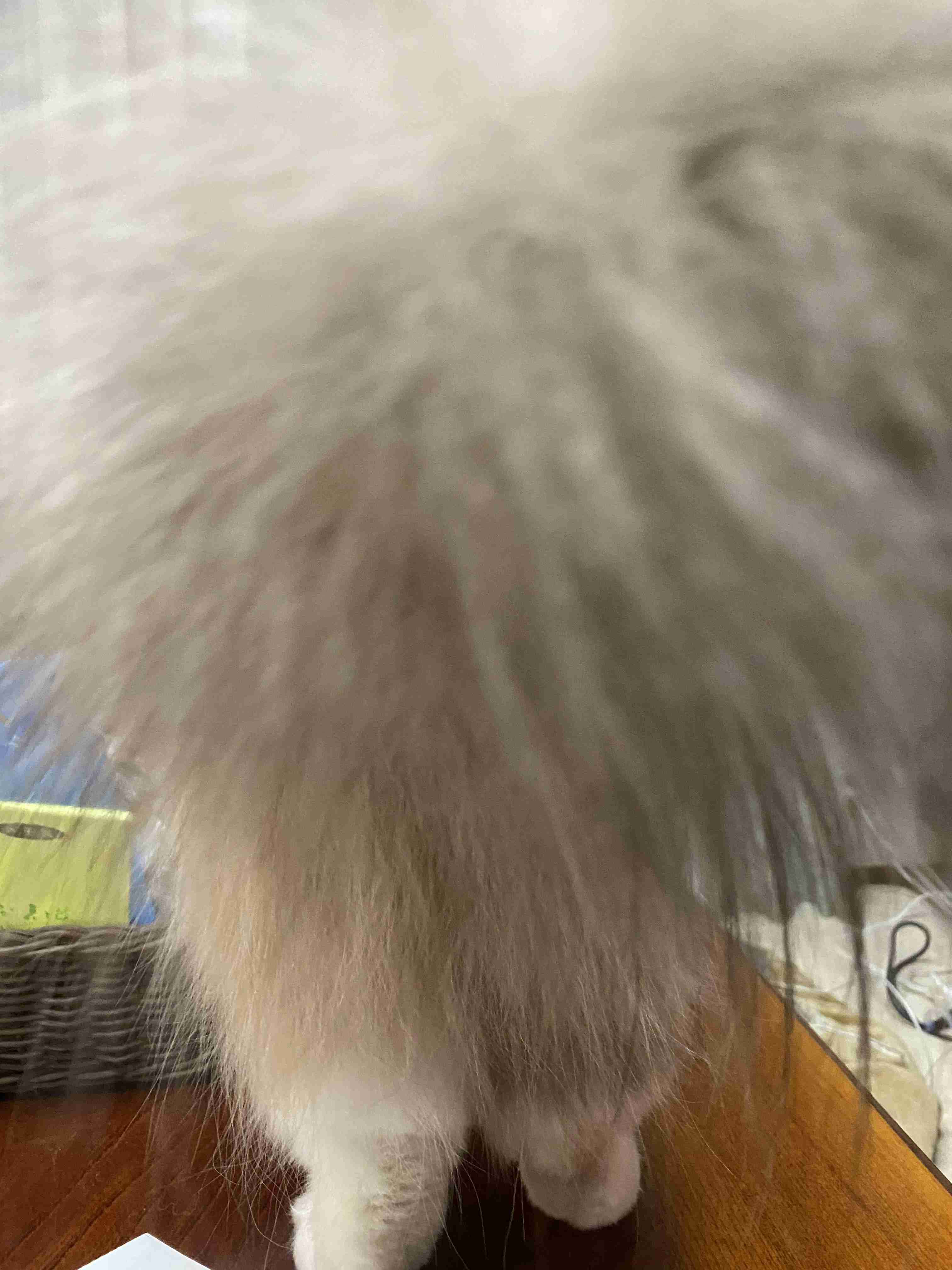 失敗写真選手権ペット編　