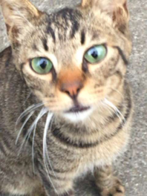 失敗写真選手権ペット編　