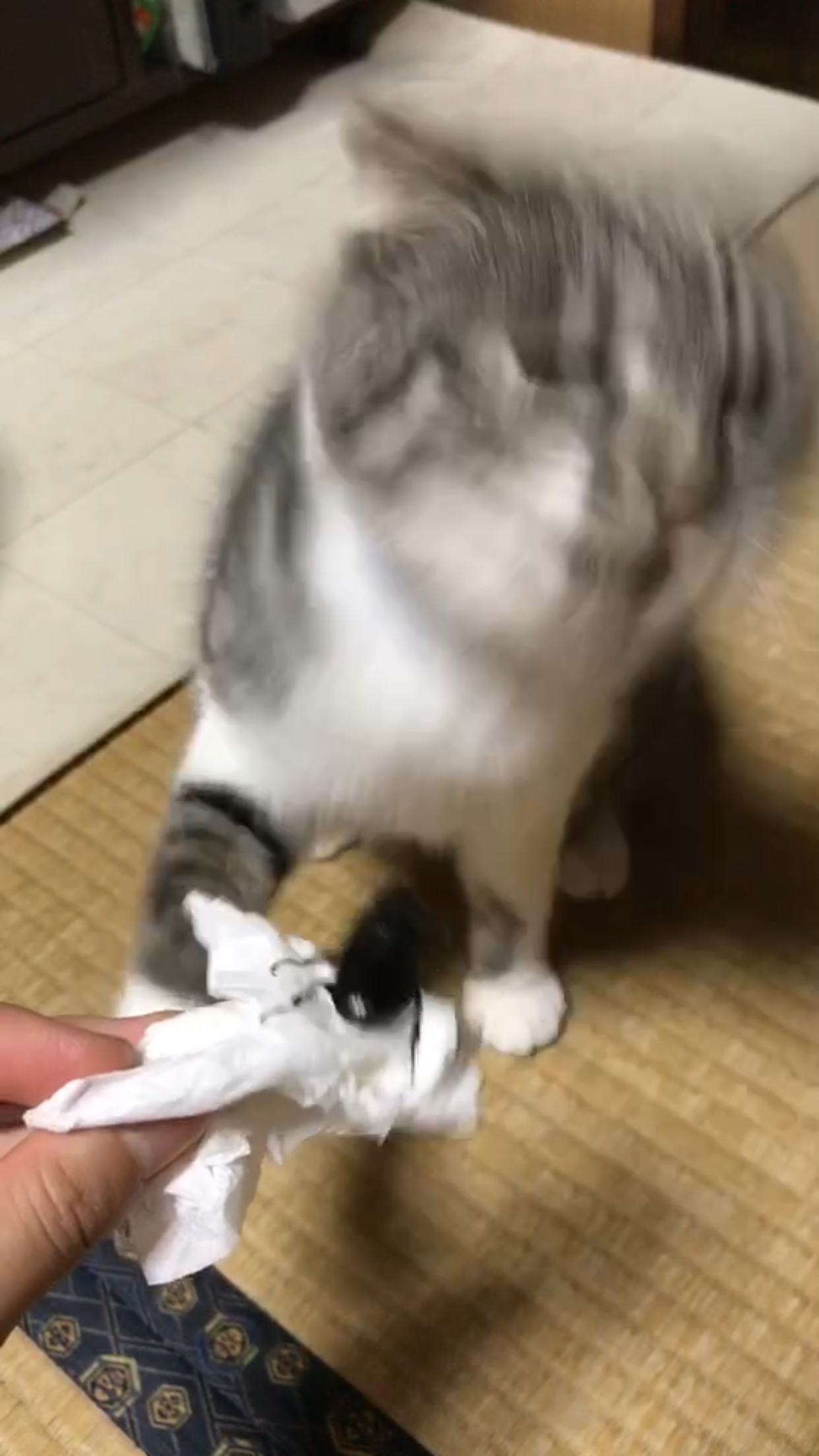 失敗写真選手権ペット編　