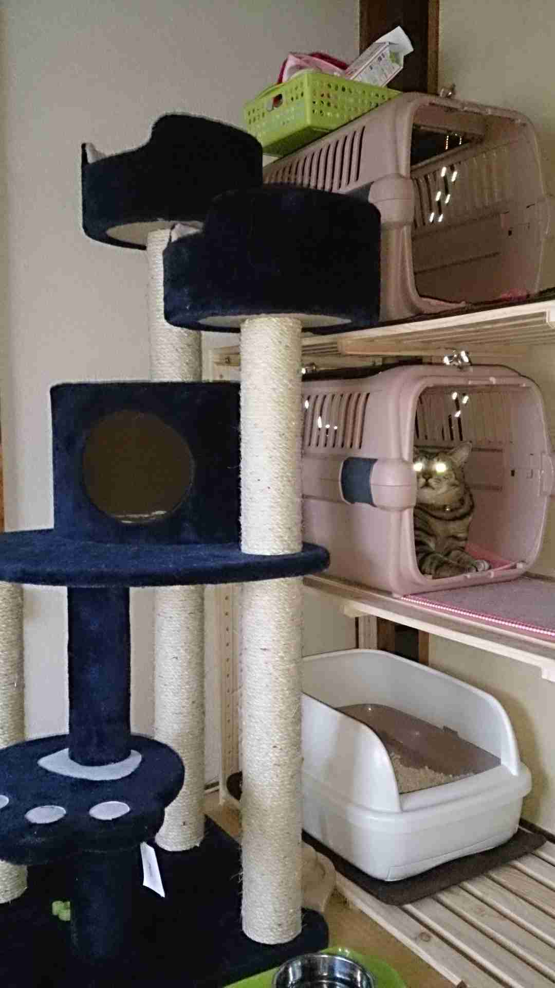 失敗写真選手権ペット編　