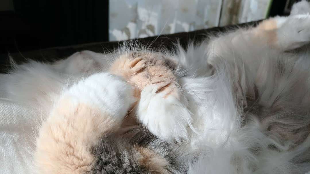 失敗写真選手権ペット編　