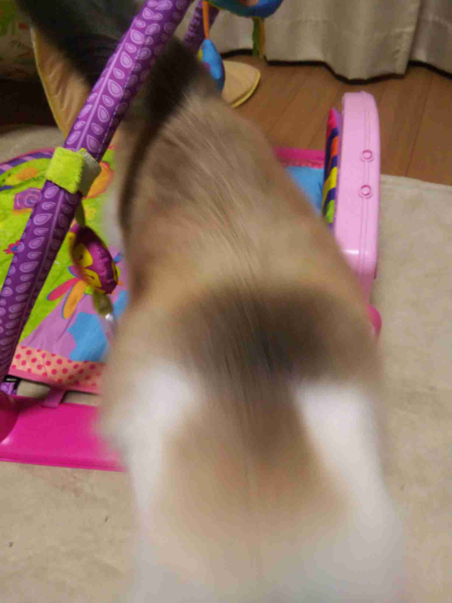 失敗写真選手権ペット編　