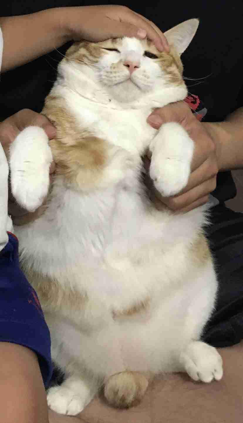 失敗写真選手権ペット編　