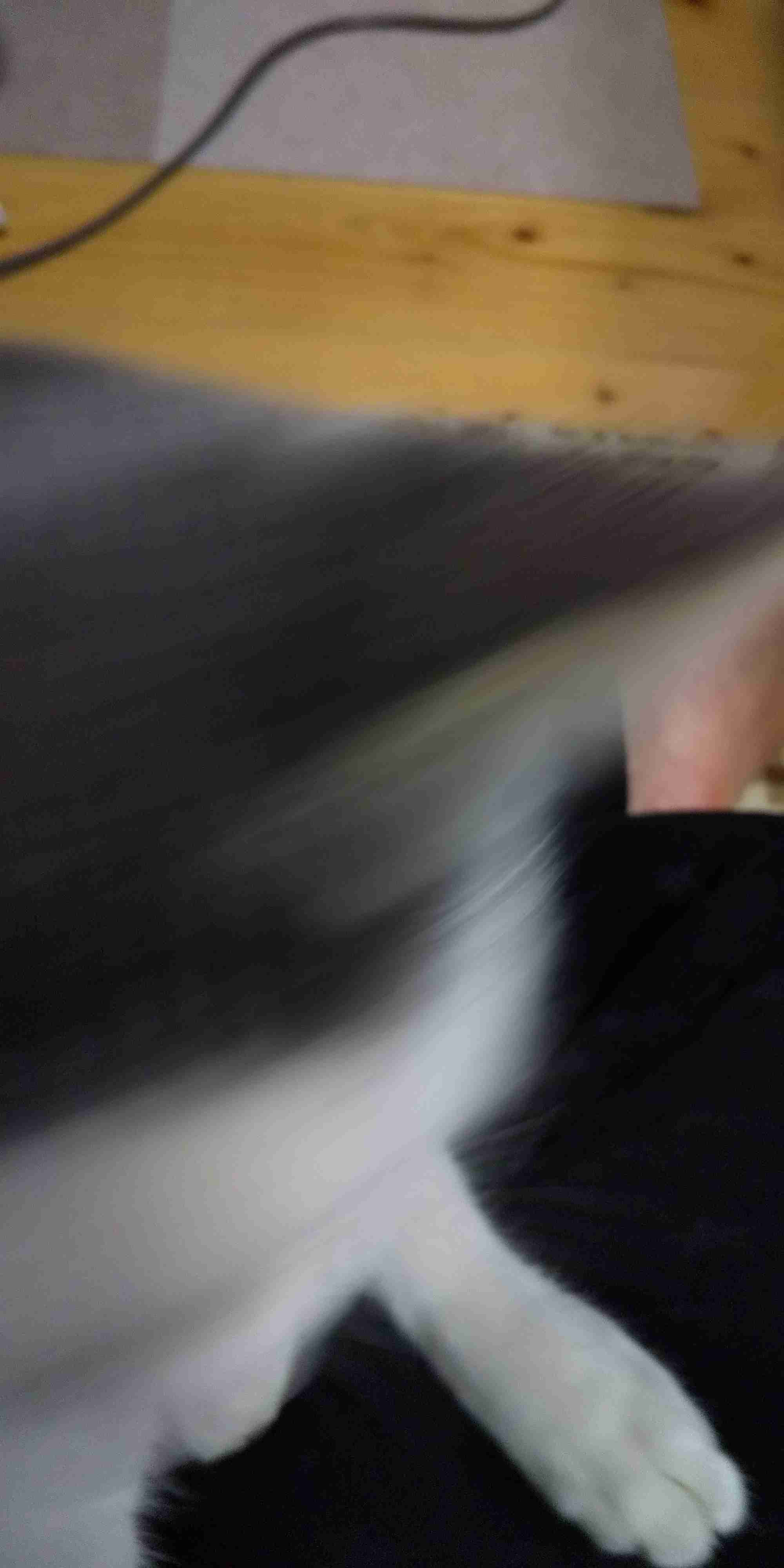 失敗写真選手権ペット編　